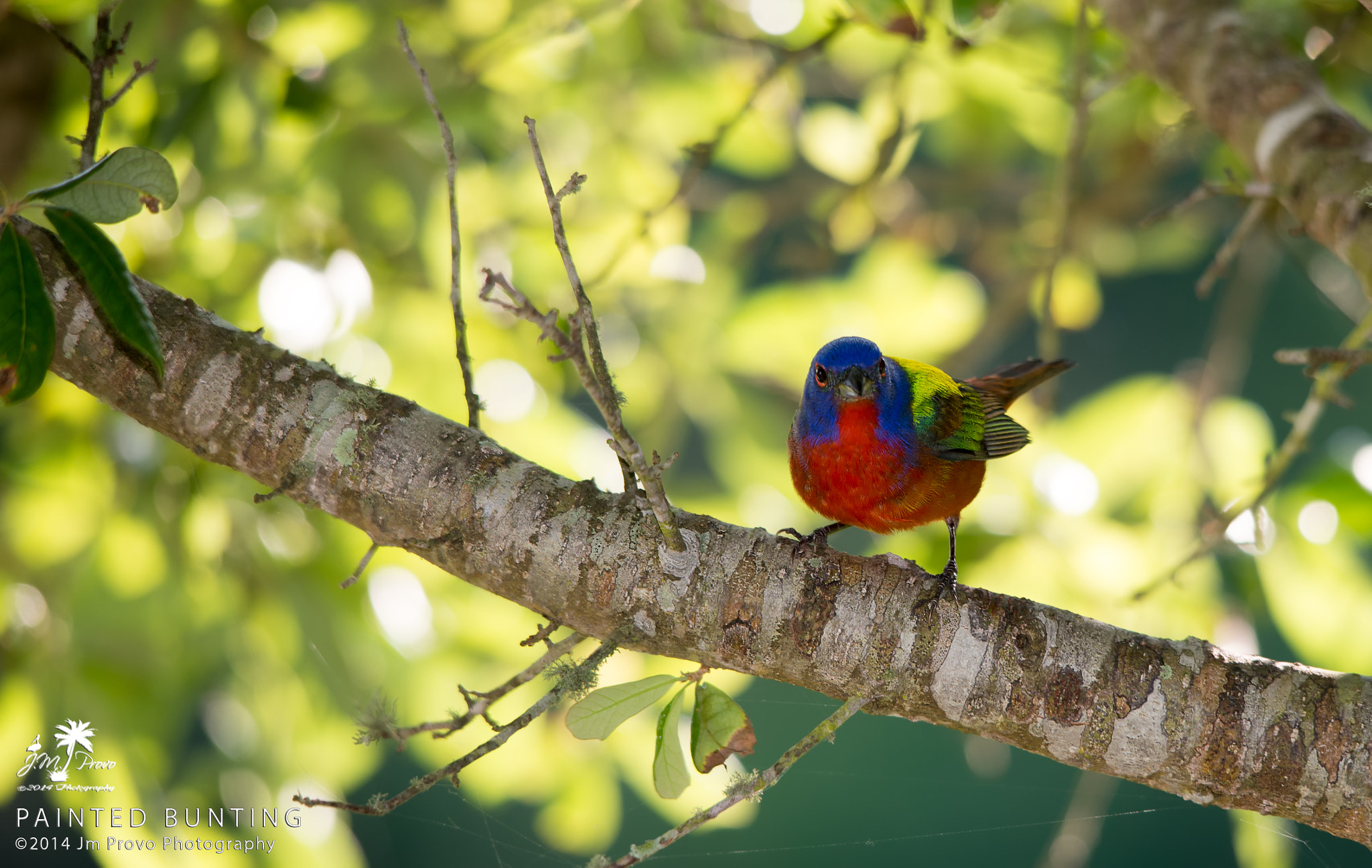 Sigma 150-500mm F5-6.3 DG OS HSM sample photo. Painted bunting photography