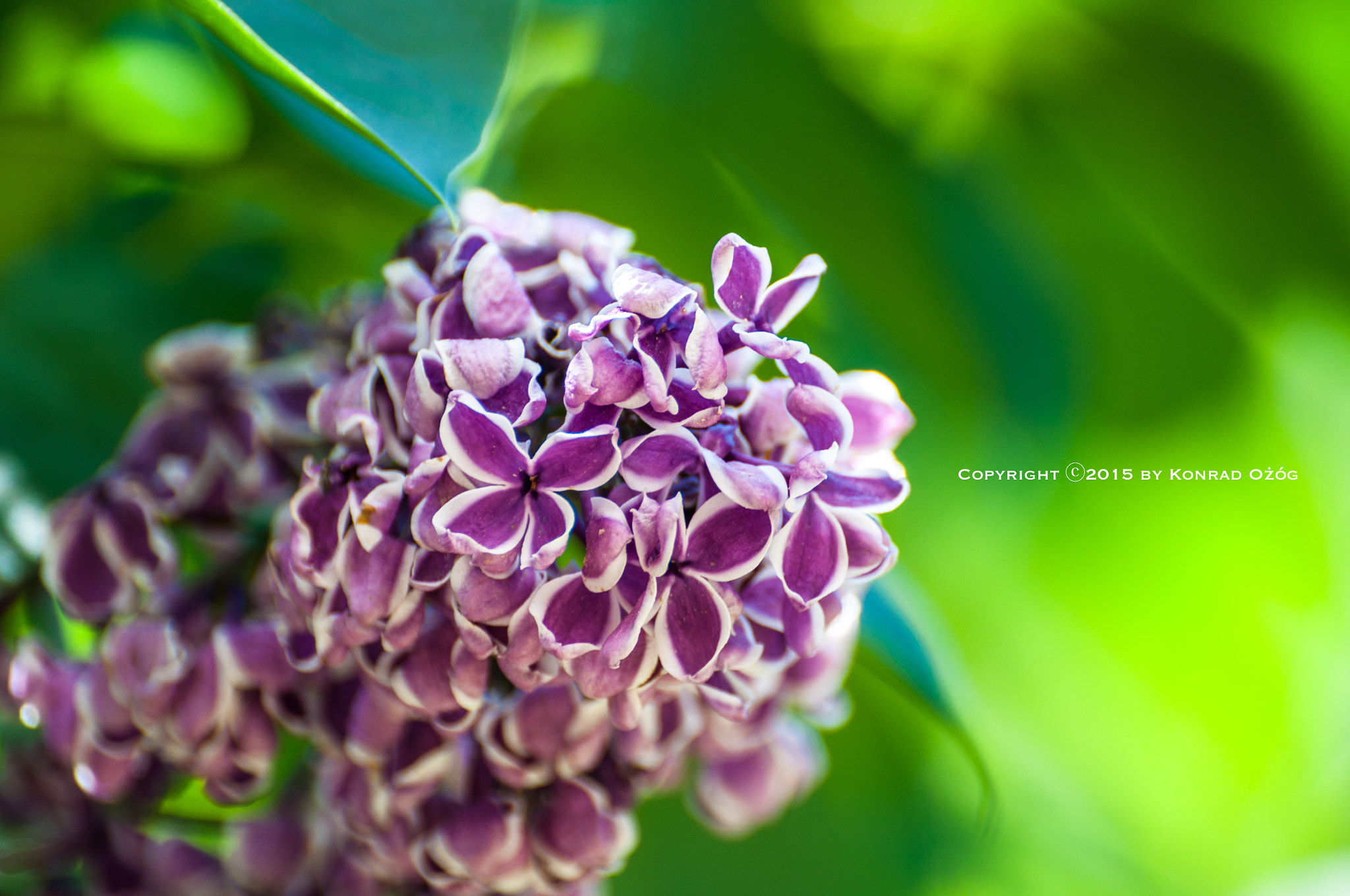 Nikon D5000 + Sigma 70-300mm F4-5.6 DG OS sample photo. Pink flower photography