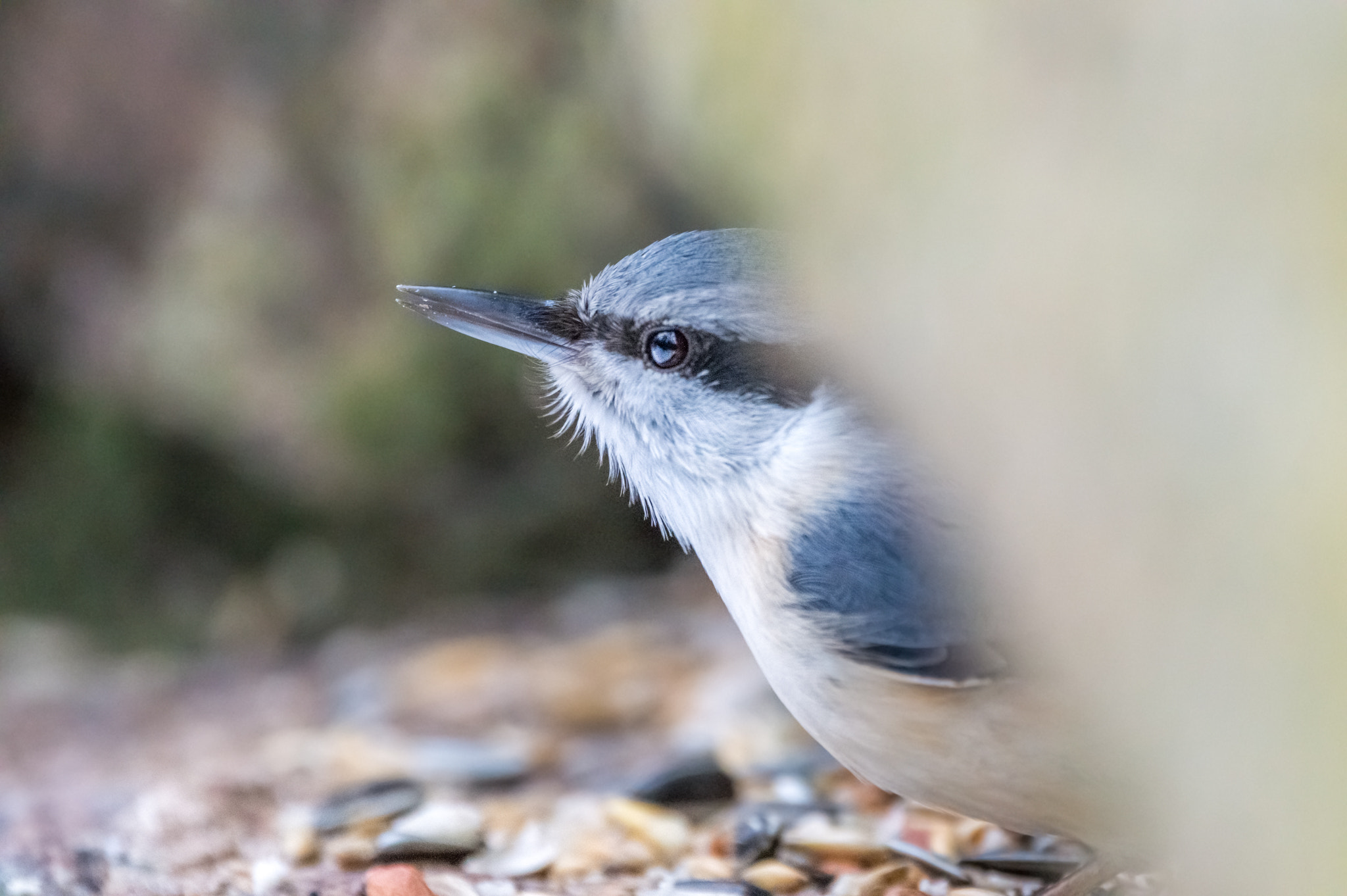 Sigma 150-600mm F5-6.3 DG OS HSM | C sample photo. Eurasian nuthatch photography