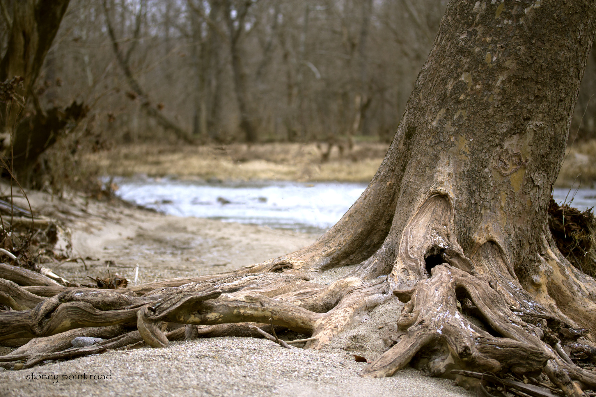 Canon EF-S 60mm F2.8 Macro USM sample photo. Sycamore root photography