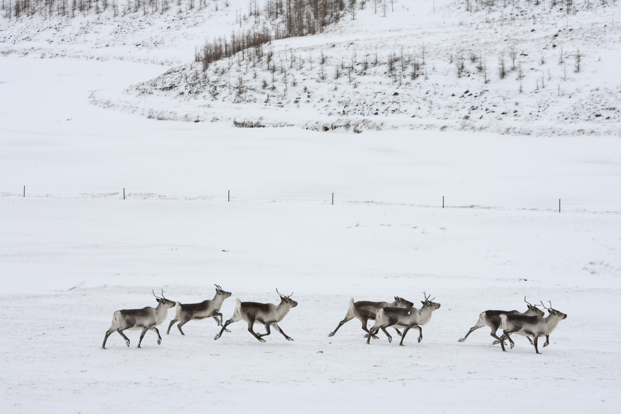 Canon EOS-1D Mark II N sample photo. Reindeer photography