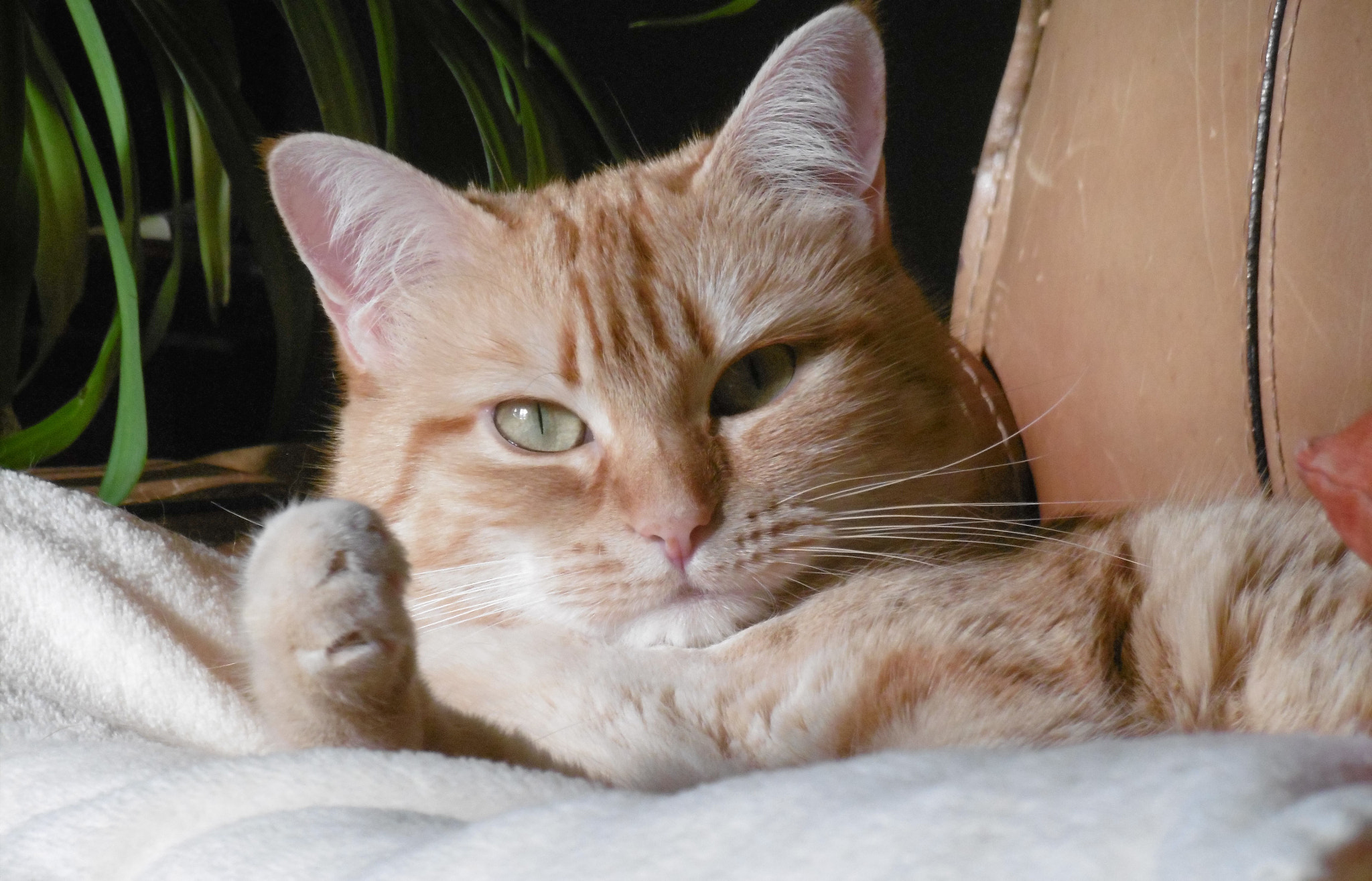 Panasonic DMC-SZ10 sample photo. Miss gucci photography