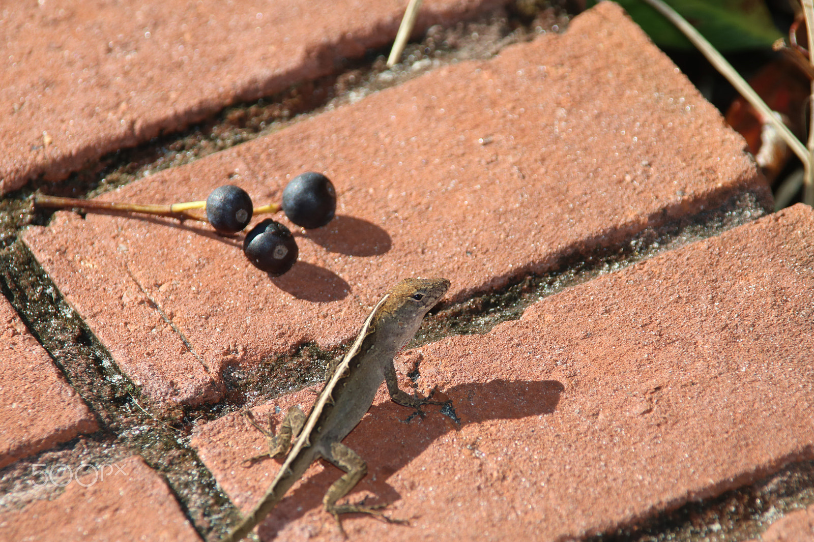 Canon EOS 760D (EOS Rebel T6s / EOS 8000D) sample photo. Stauglizard photography