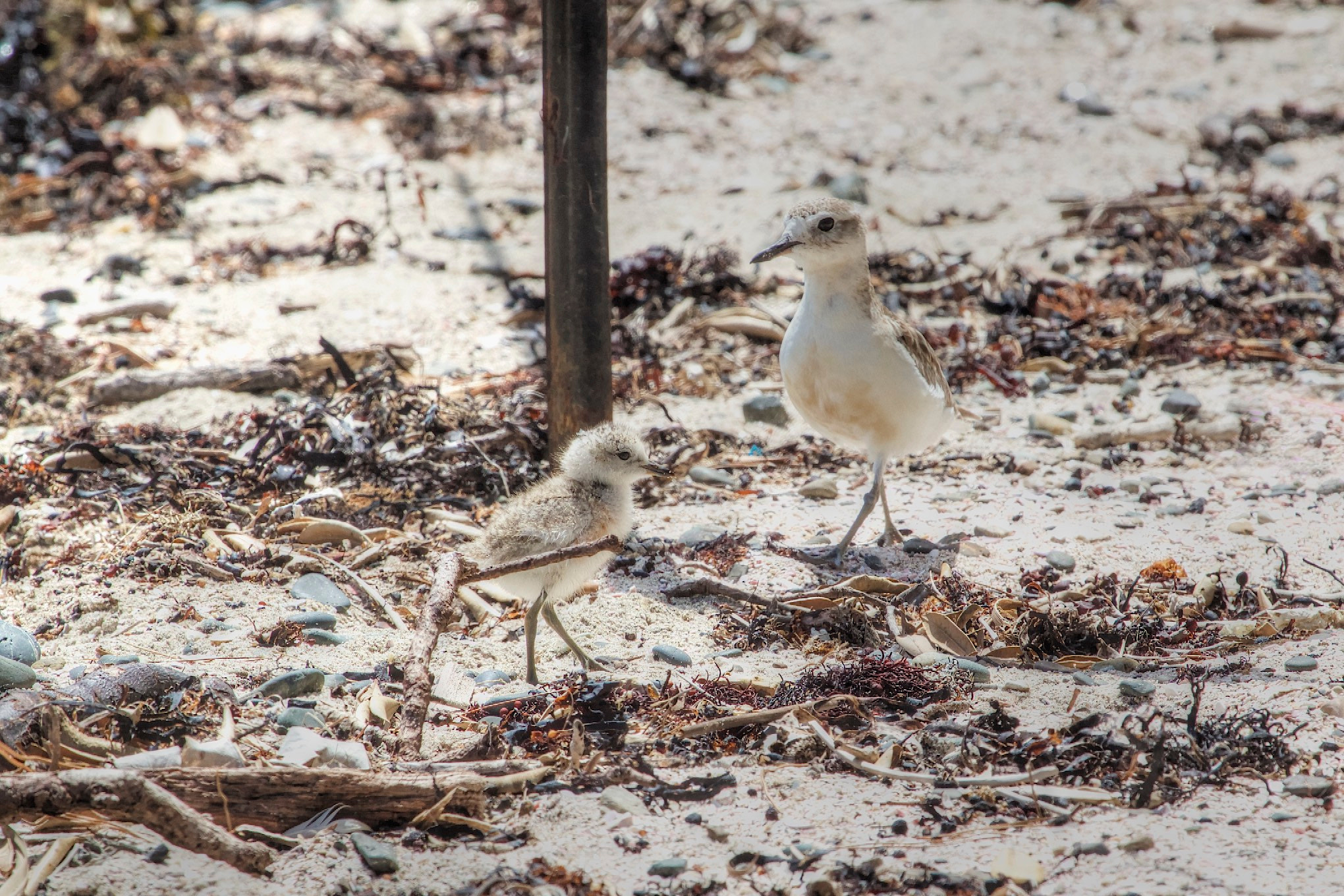 Canon EF 100-400mm F4.5-5.6L IS USM sample photo. Red breasted plover and chick photography