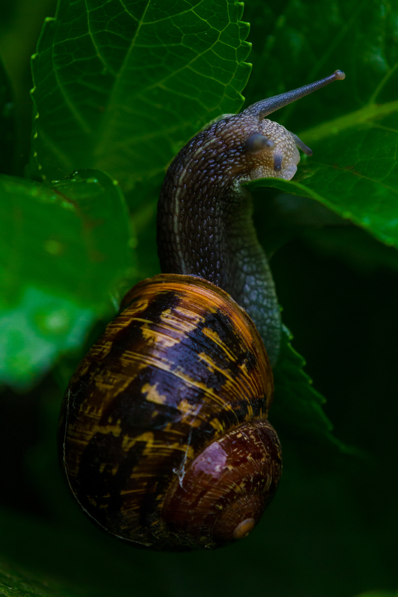 Tamron SP AF 180mm F3.5 Di LD (IF) Macro sample photo. Snail photography