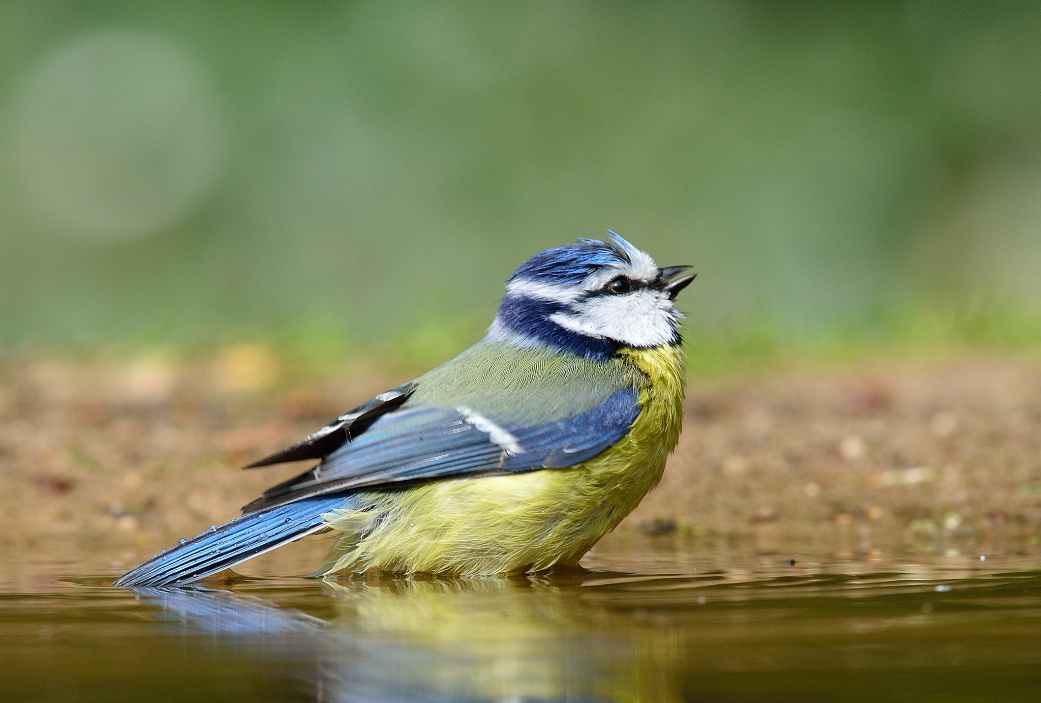 Nikon AF-S Nikkor 400mm F2.8D ED-IF II sample photo. Pimpelmees photography