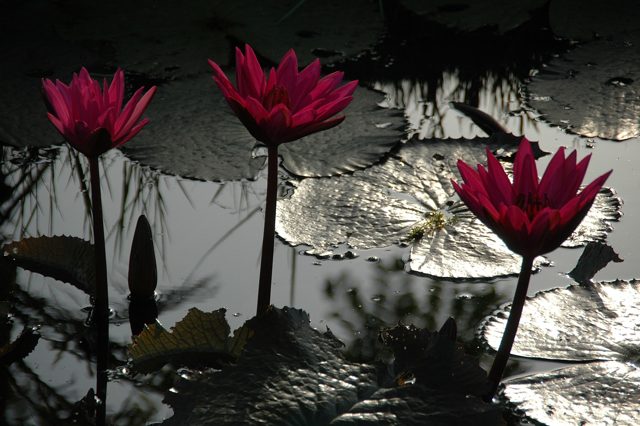 Nikon D70s sample photo. Zen flowers photography