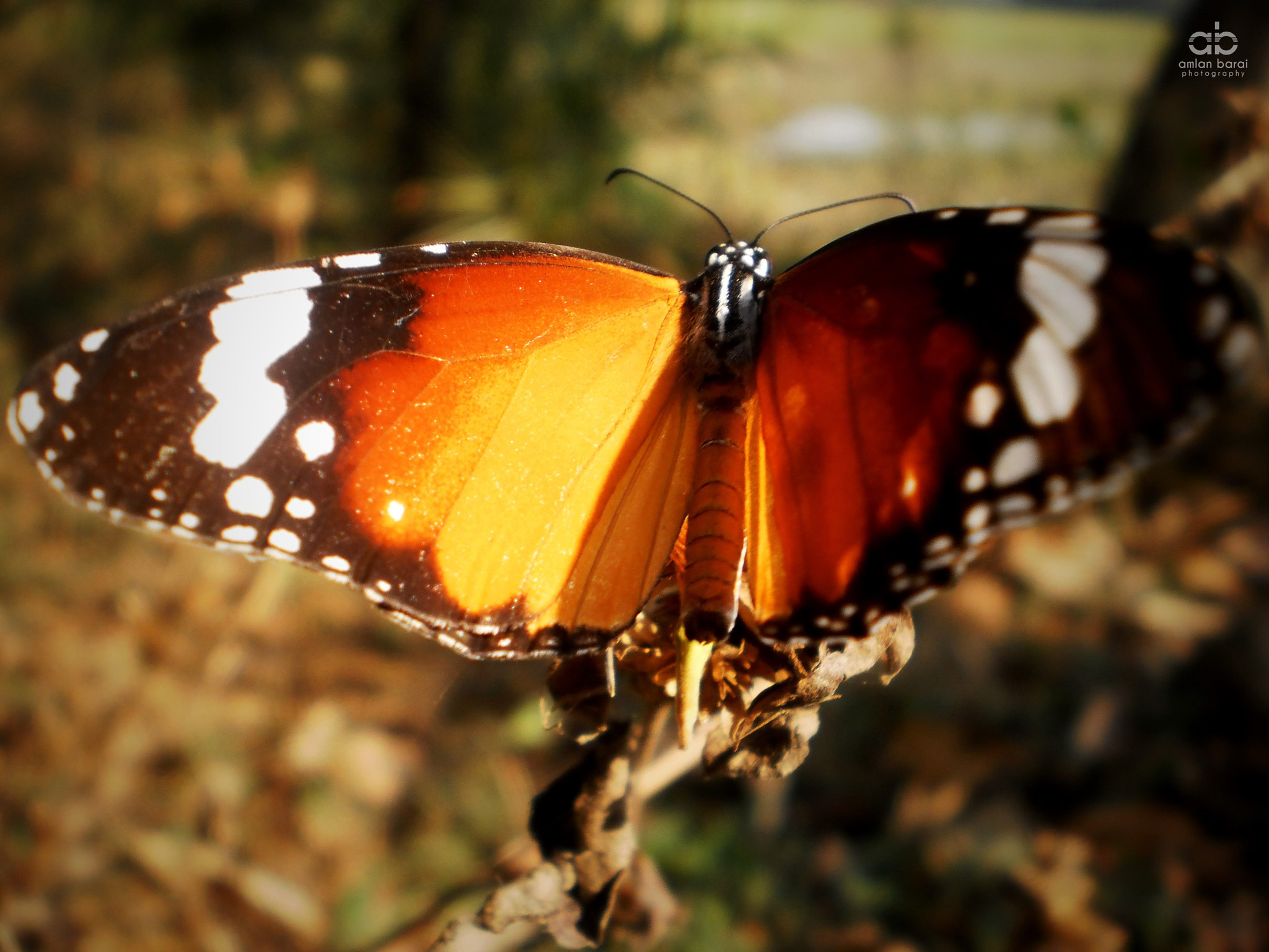 Olympus T105,T100,X36 sample photo. African monarch butterfly photography