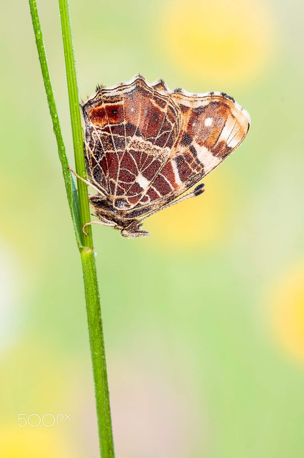 Sigma 150mm F2.8 EX DG Macro HSM sample photo. The map (araschnia levana) landkärtchen photography