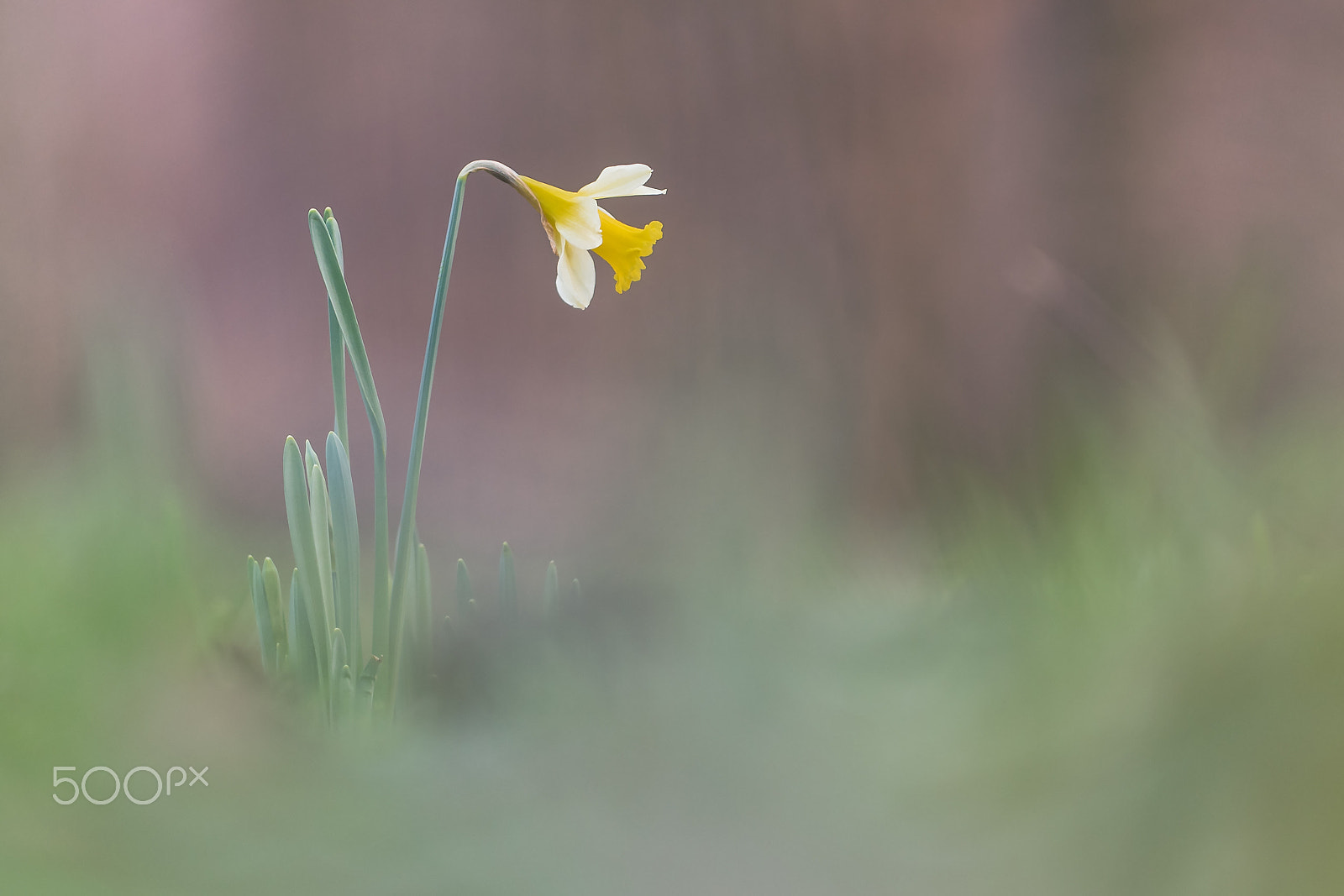 Sigma 150mm F2.8 EX DG Macro HSM sample photo. Wild daffodil photography