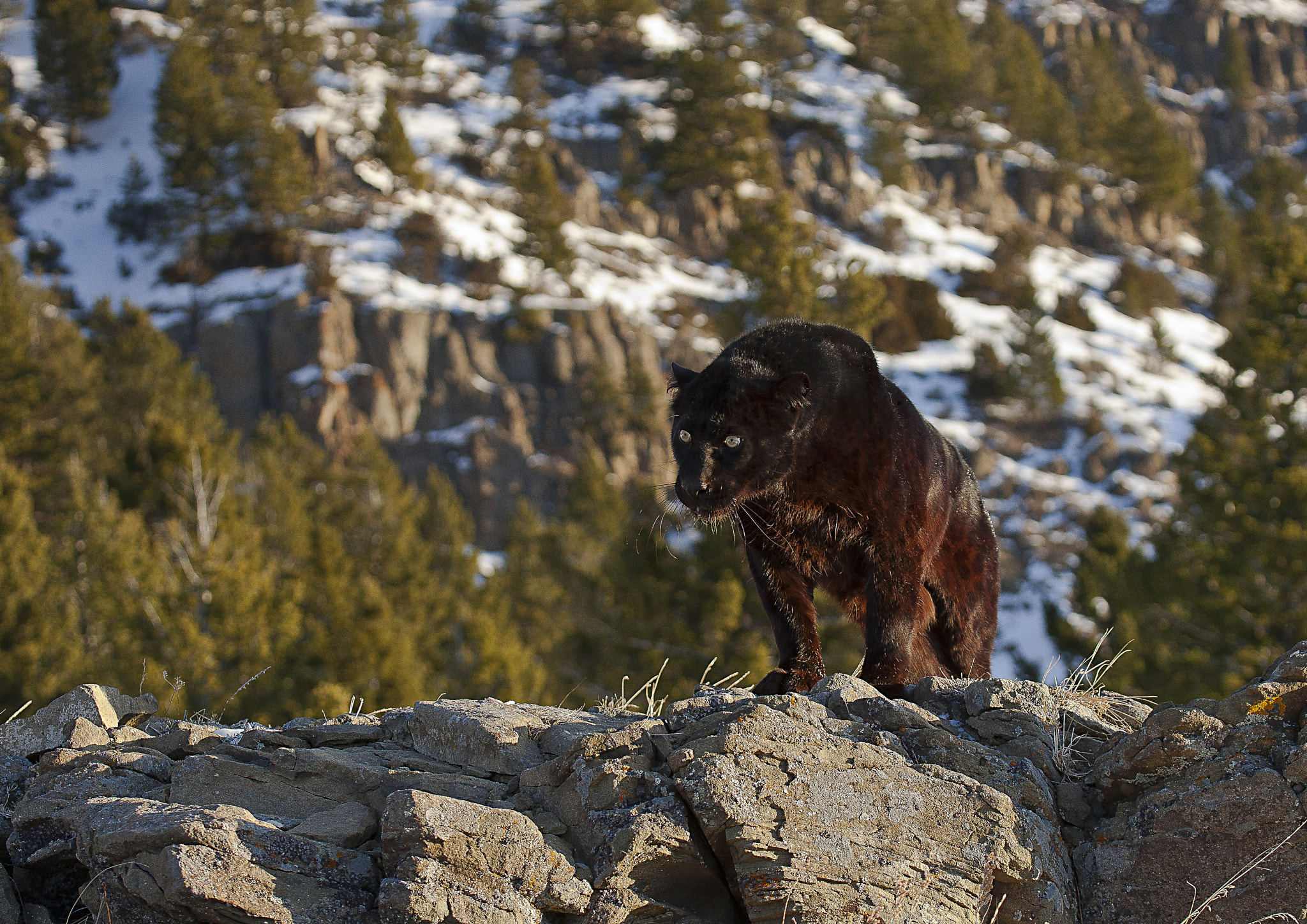Canon EOS-1Ds Mark III sample photo. Black panther photography
