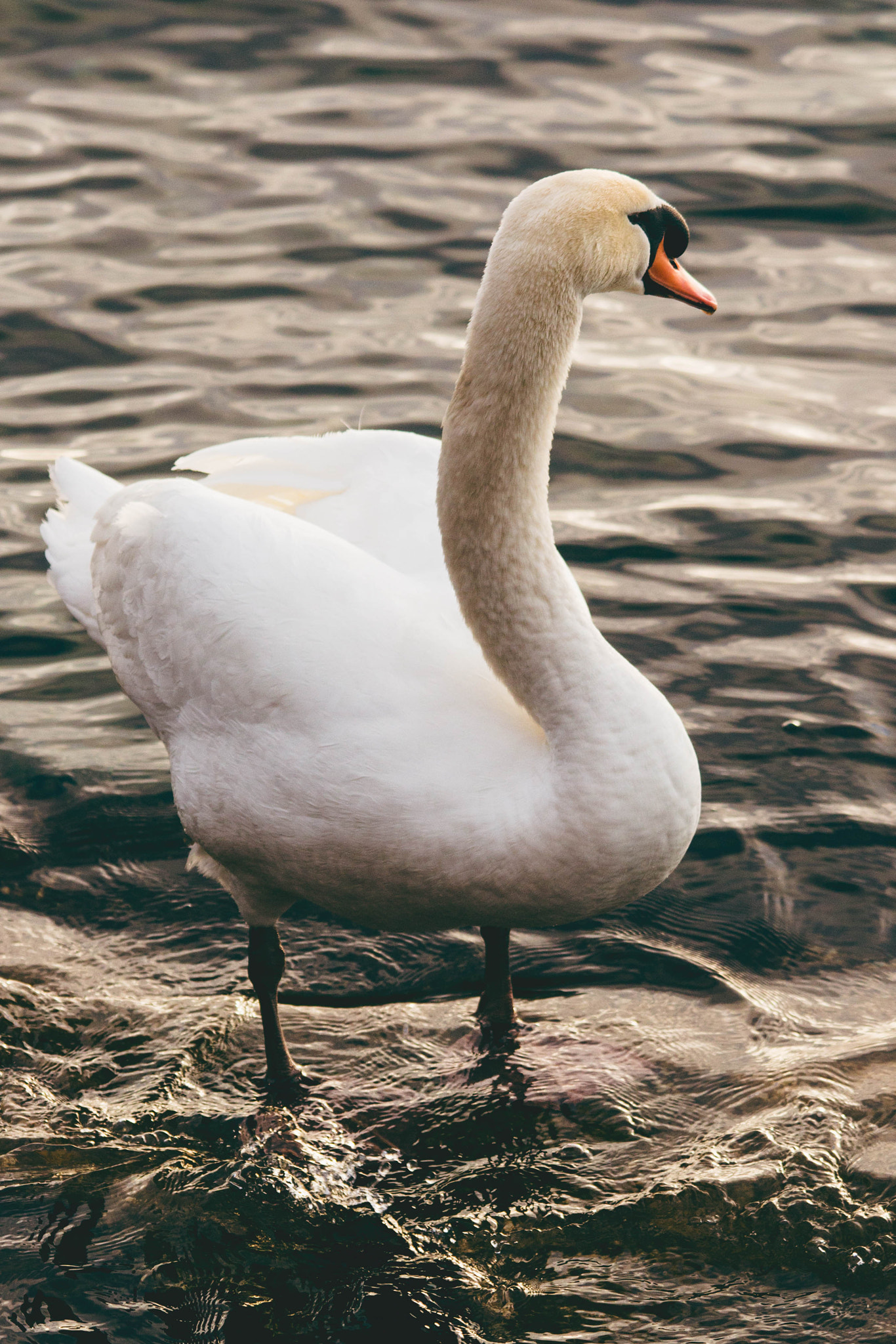 Canon EOS 650D (EOS Rebel T4i / EOS Kiss X6i) sample photo. Mute swan photography