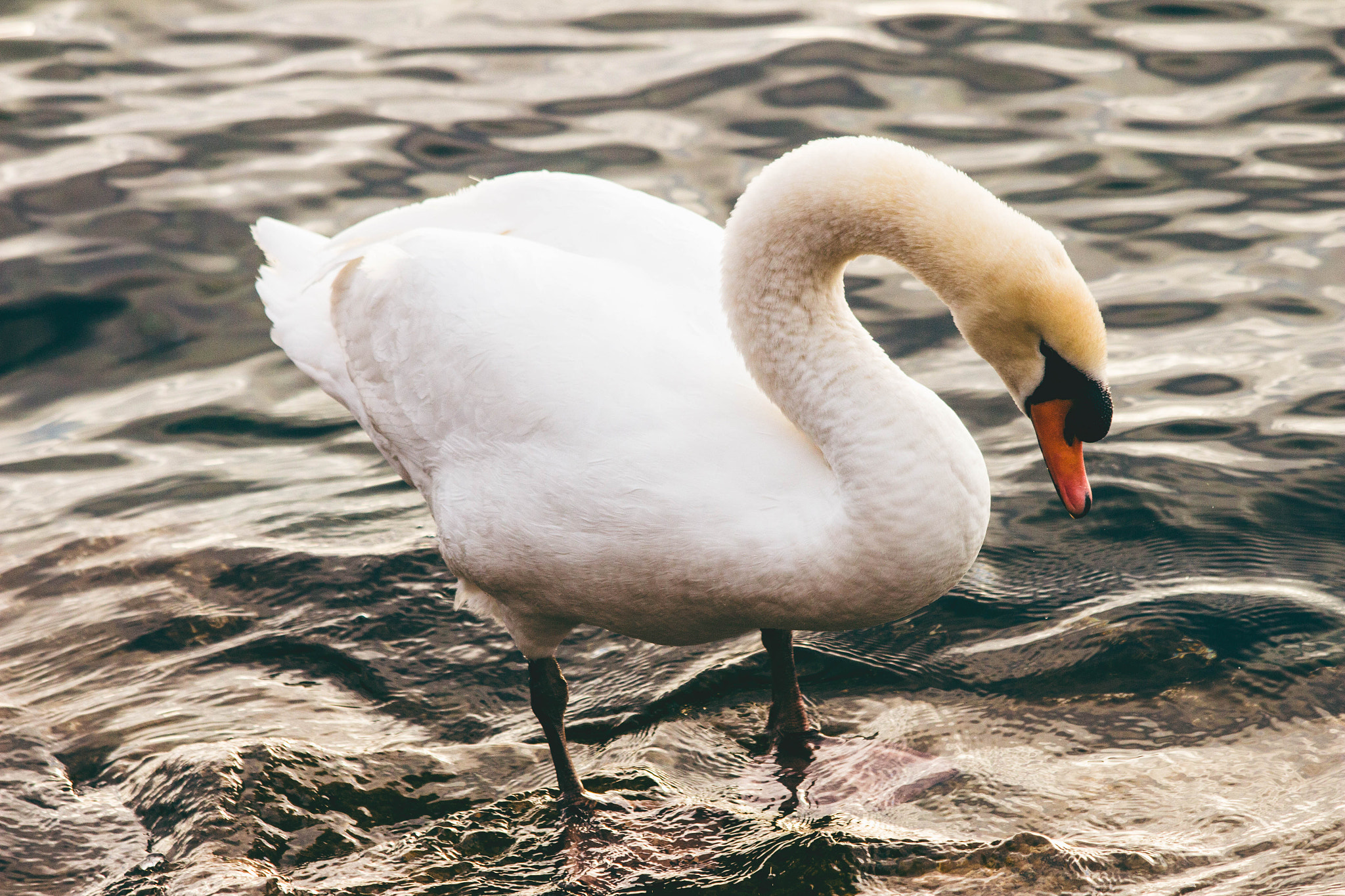 Canon EOS 650D (EOS Rebel T4i / EOS Kiss X6i) sample photo. Mute swan photography