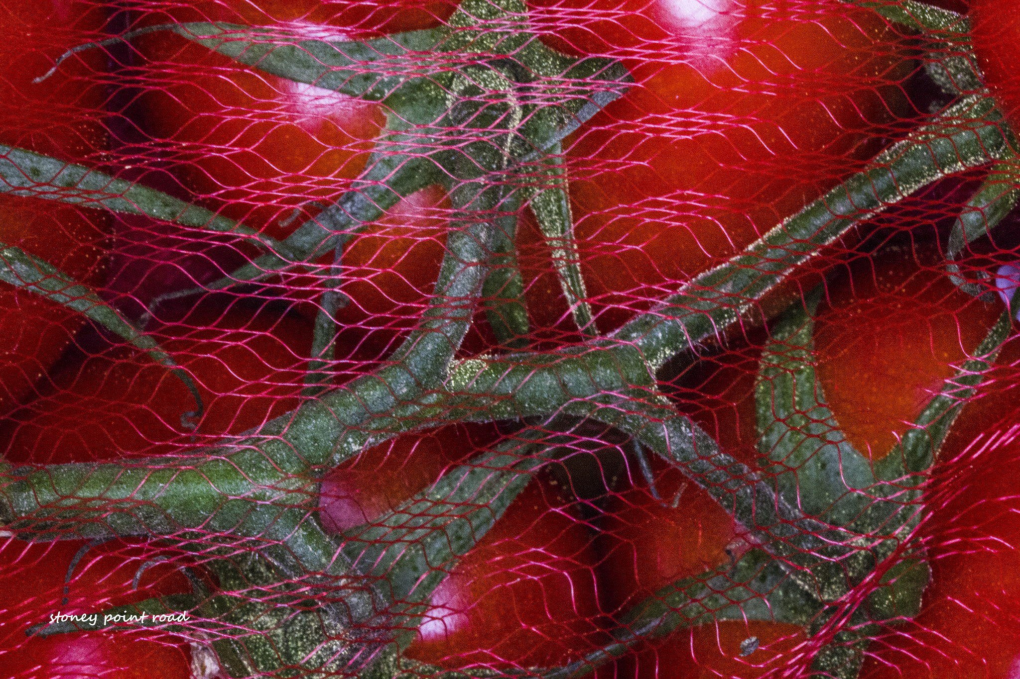 Canon EF-S 60mm F2.8 Macro USM sample photo. Tomatoes in netting photography
