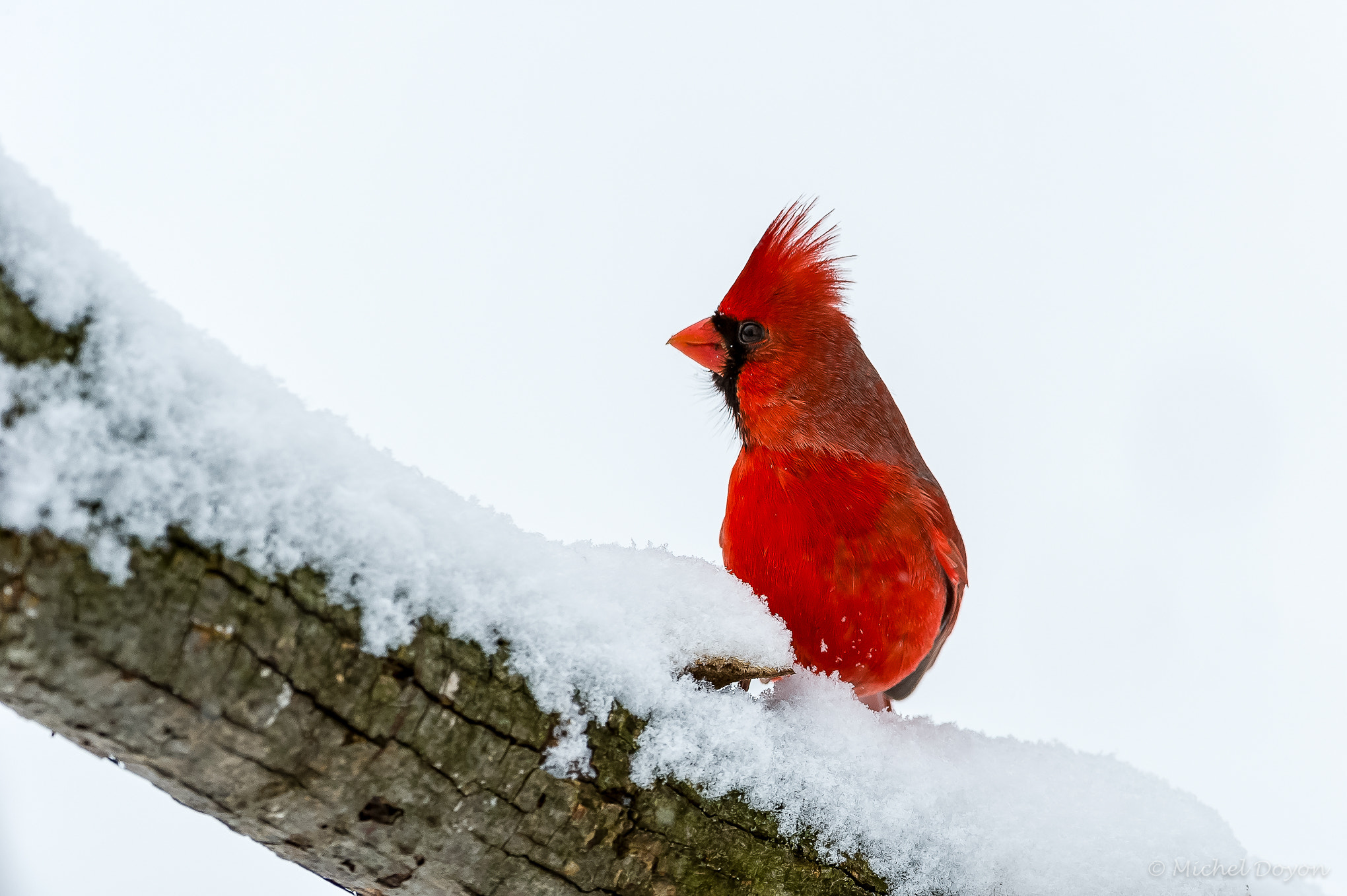 Nikon D3S sample photo. Cardinal photography