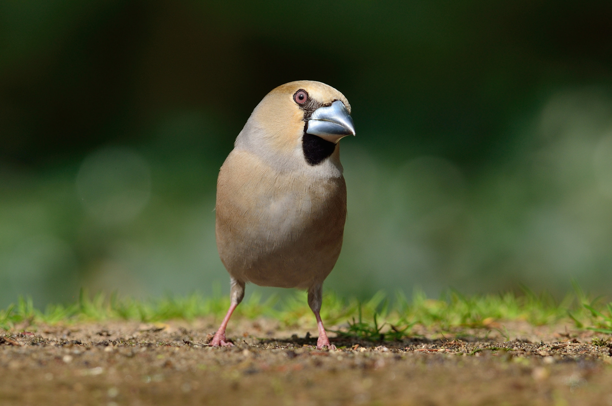 Nikon AF-S Nikkor 400mm F2.8D ED-IF II sample photo. Appelvink photography