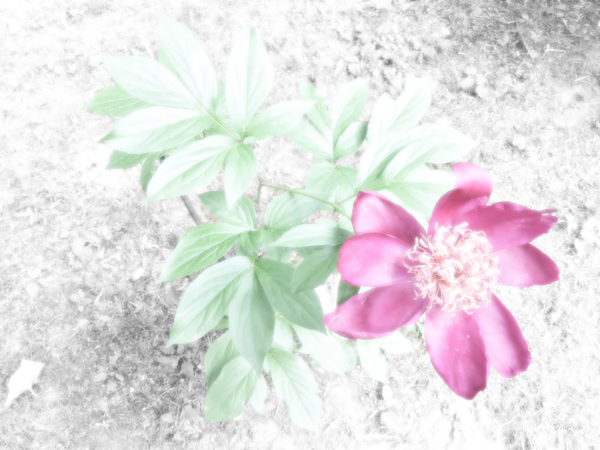 iPad Air 2 back camera 3.3mm f/2.4 sample photo. Diffused diamond peony photography