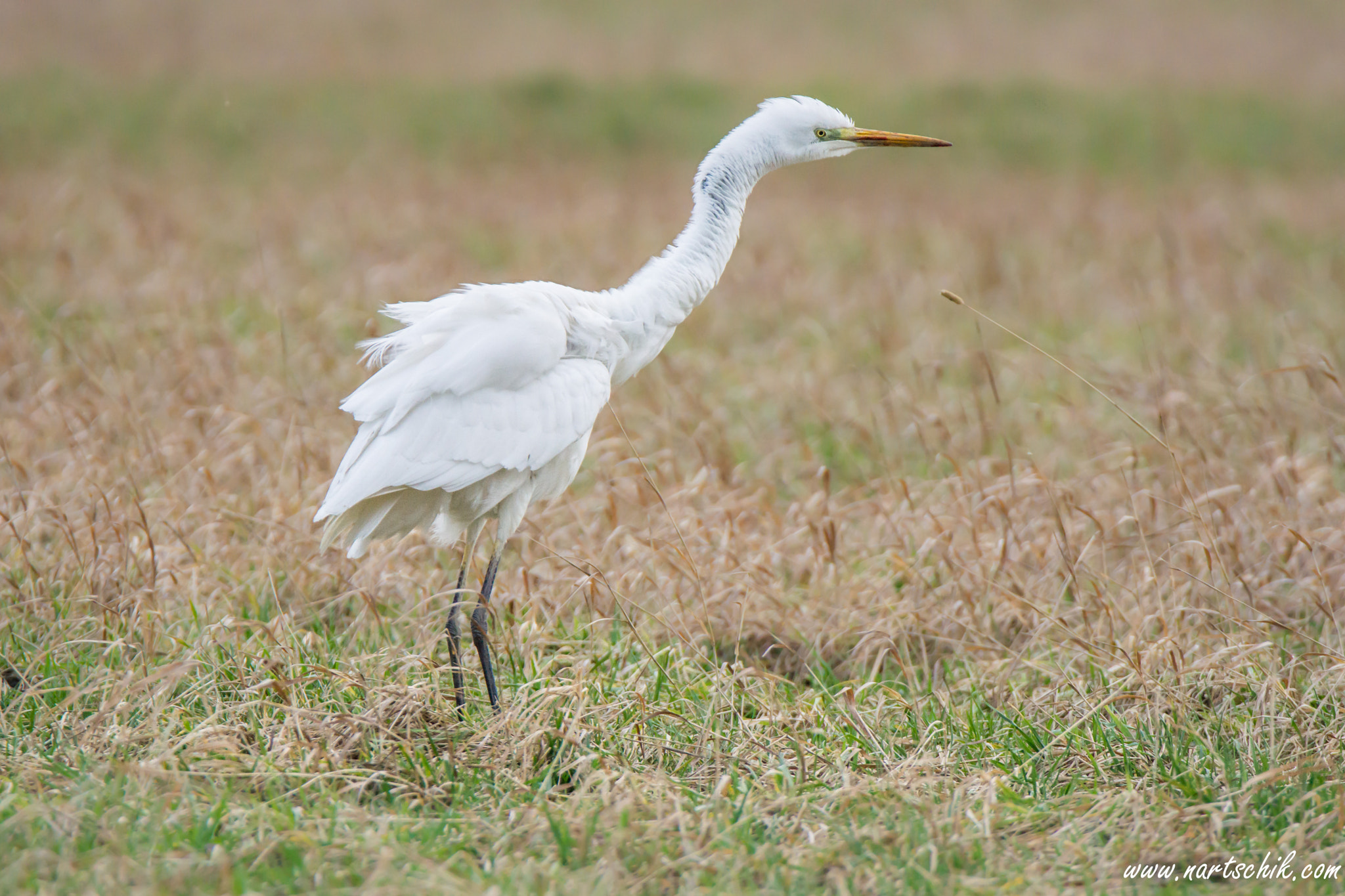 Sony a6000 + Tamron SP 150-600mm F5-6.3 Di VC USD sample photo. Silberreiher lat. ardea alba photography