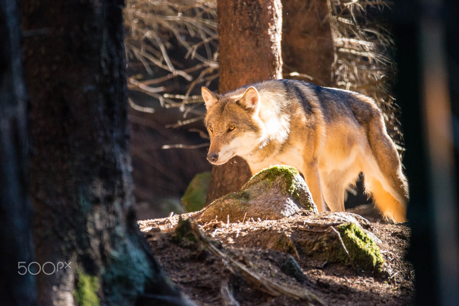 Sigma 150-600mm F5-6.3 DG OS HSM | C sample photo. Wolf - canis lupus photography