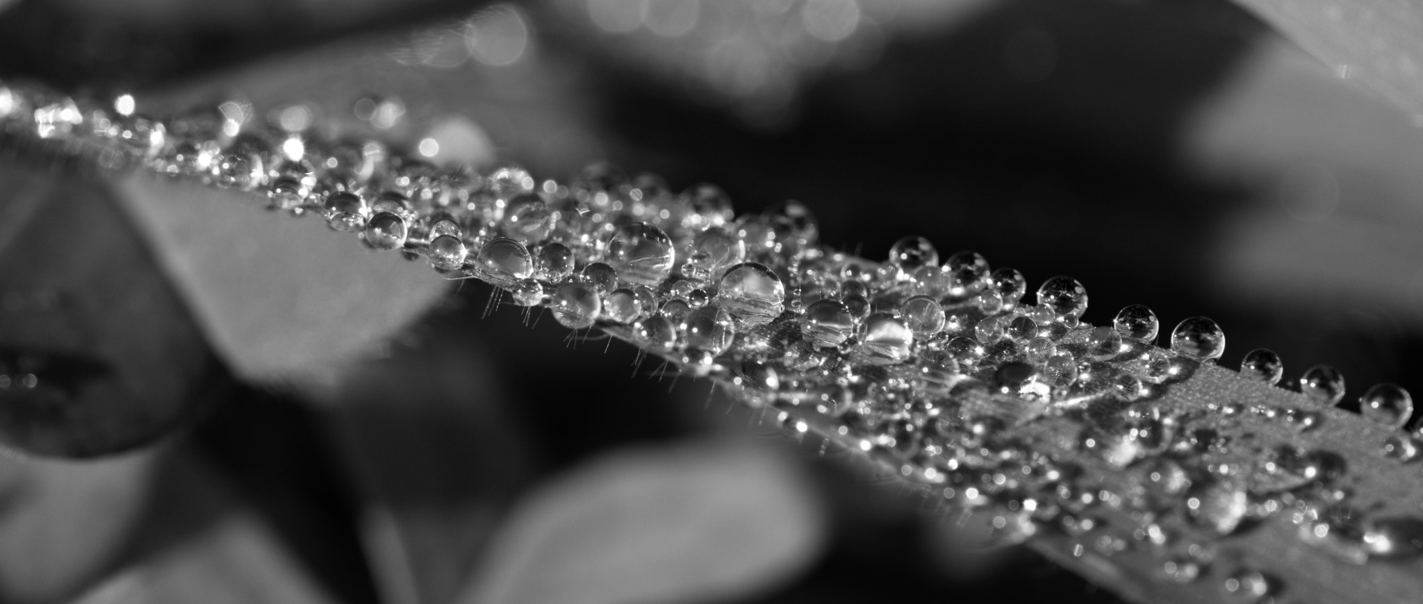 Nikon AF-S DX Micro-Nikkor 85mm F3.5G ED VR sample photo. Dew photography