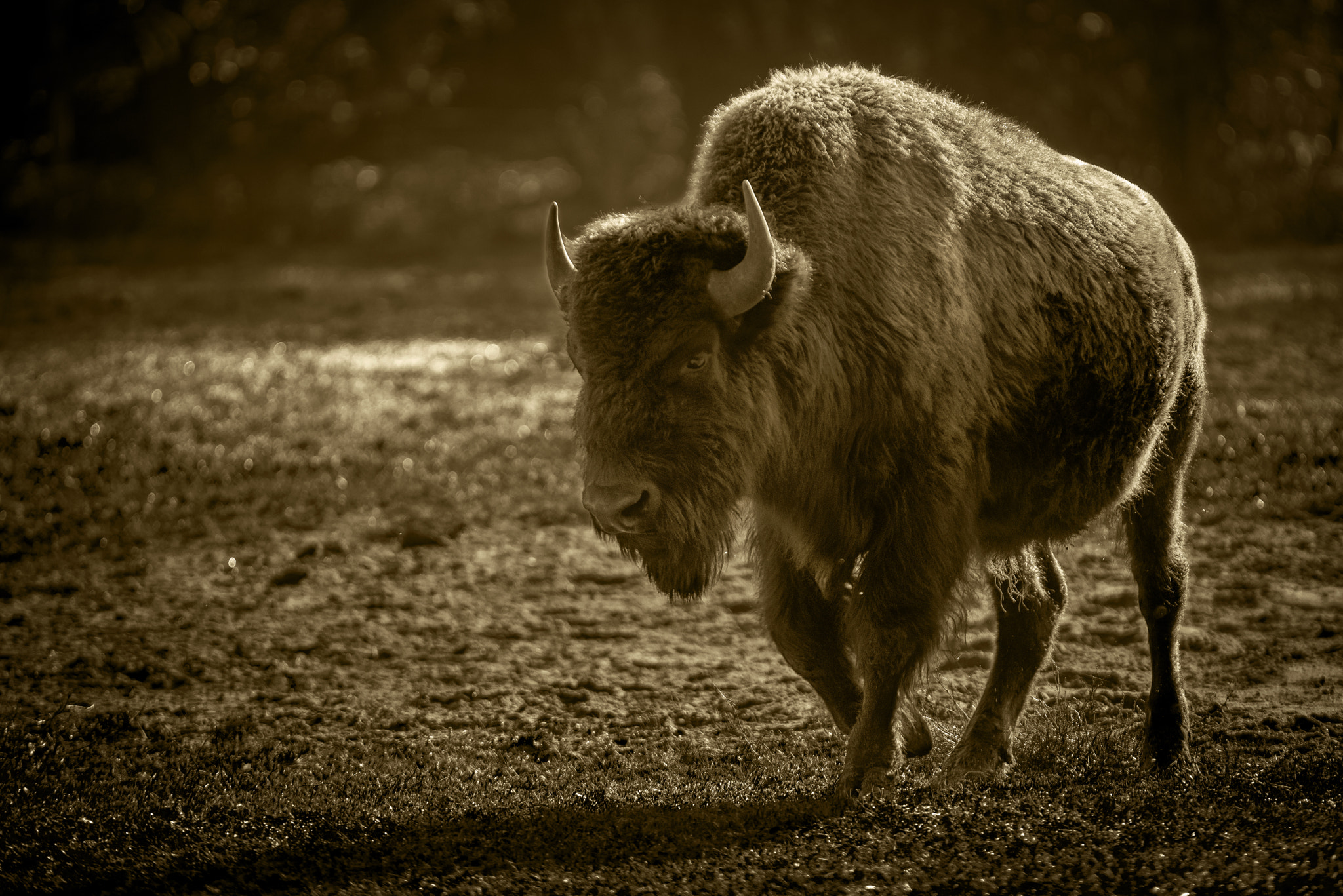 Nikon D610 + Sigma APO 100-300mm F4 EX IF HSM sample photo. Bison photography