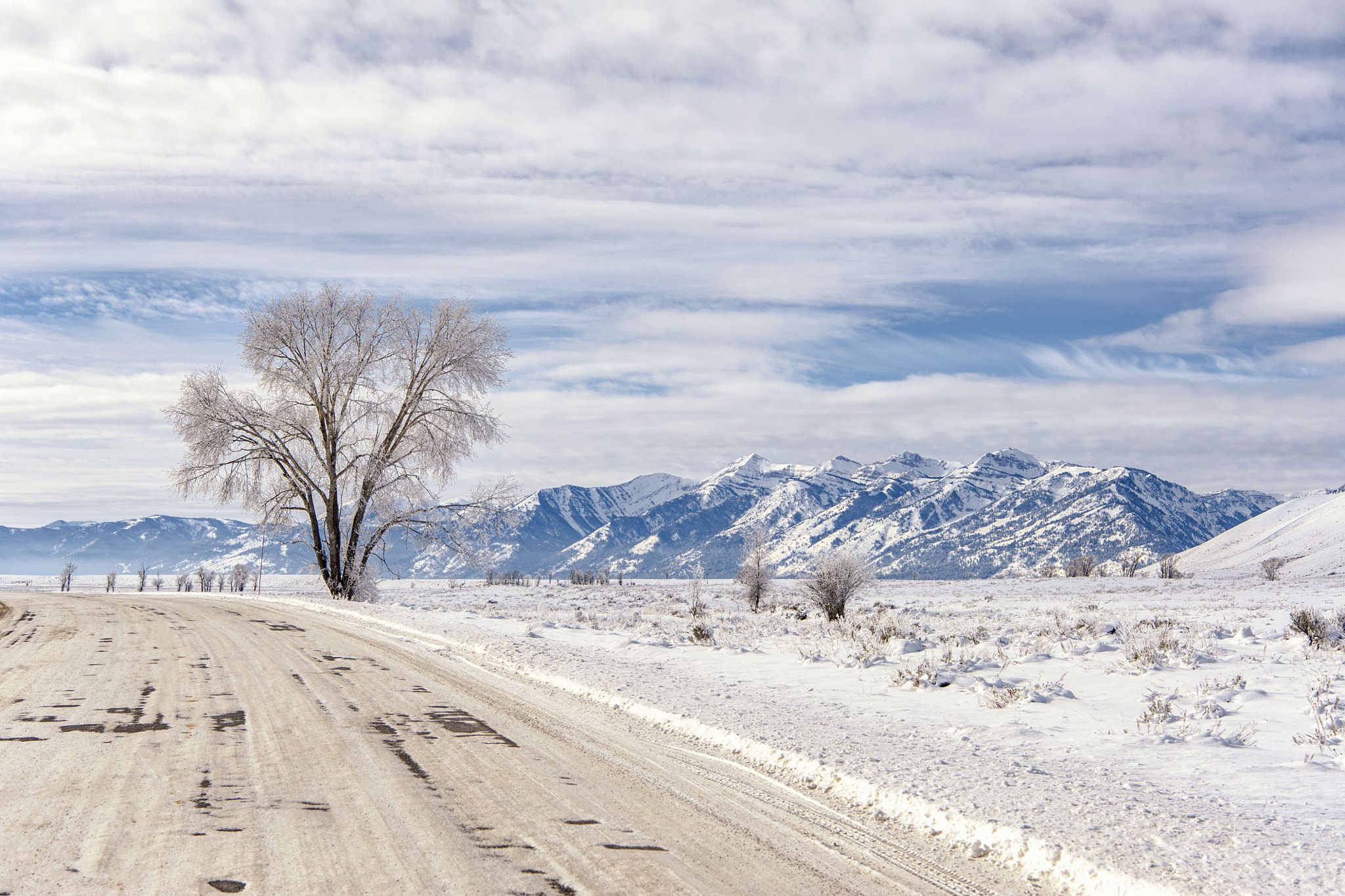 Nikon AF-S Nikkor 24-70mm F2.8E ED VR sample photo. Lonely tree photography