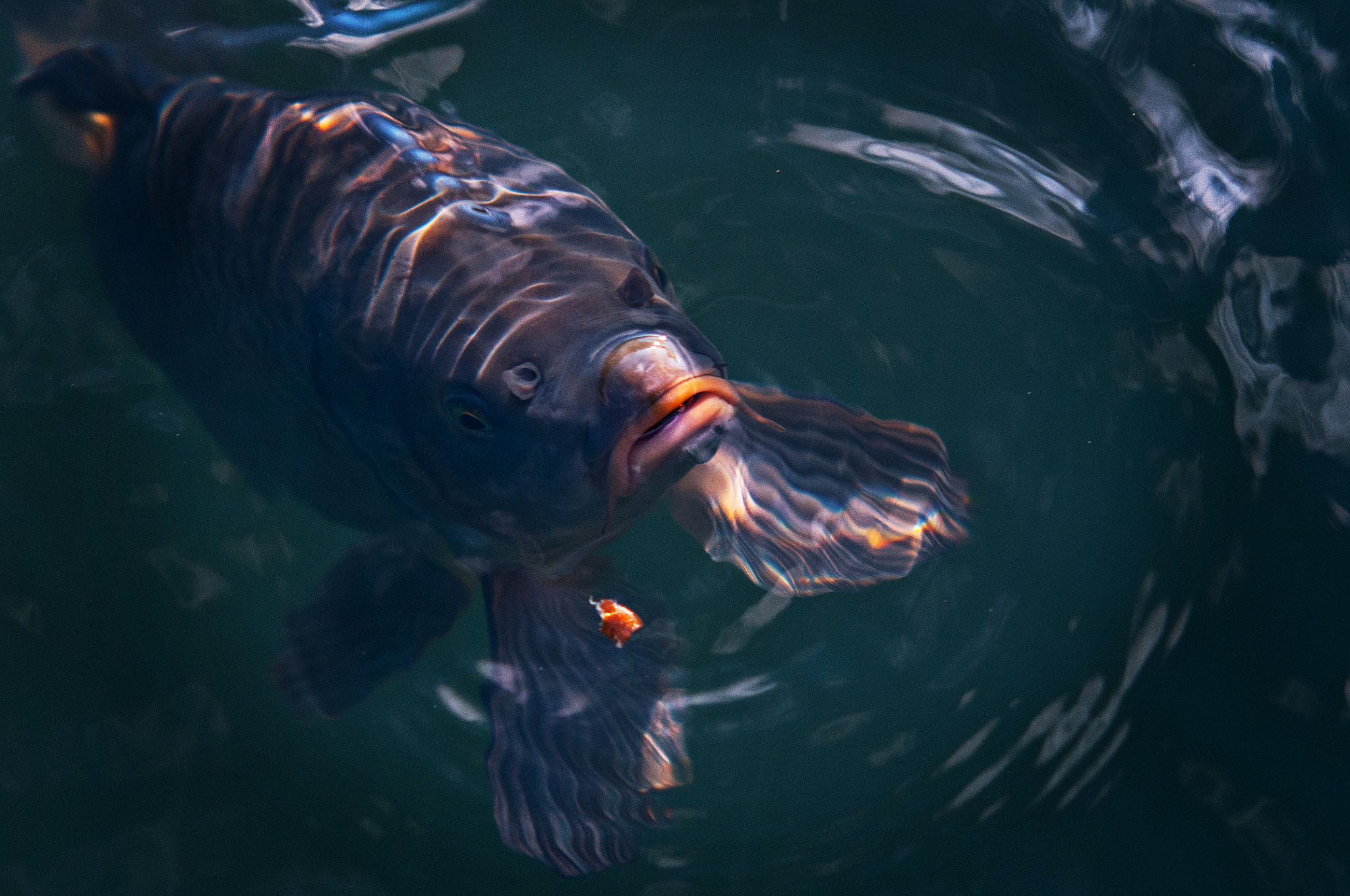 Sigma 70-200mm F2.8 EX DG Macro HSM II sample photo. Fish photography