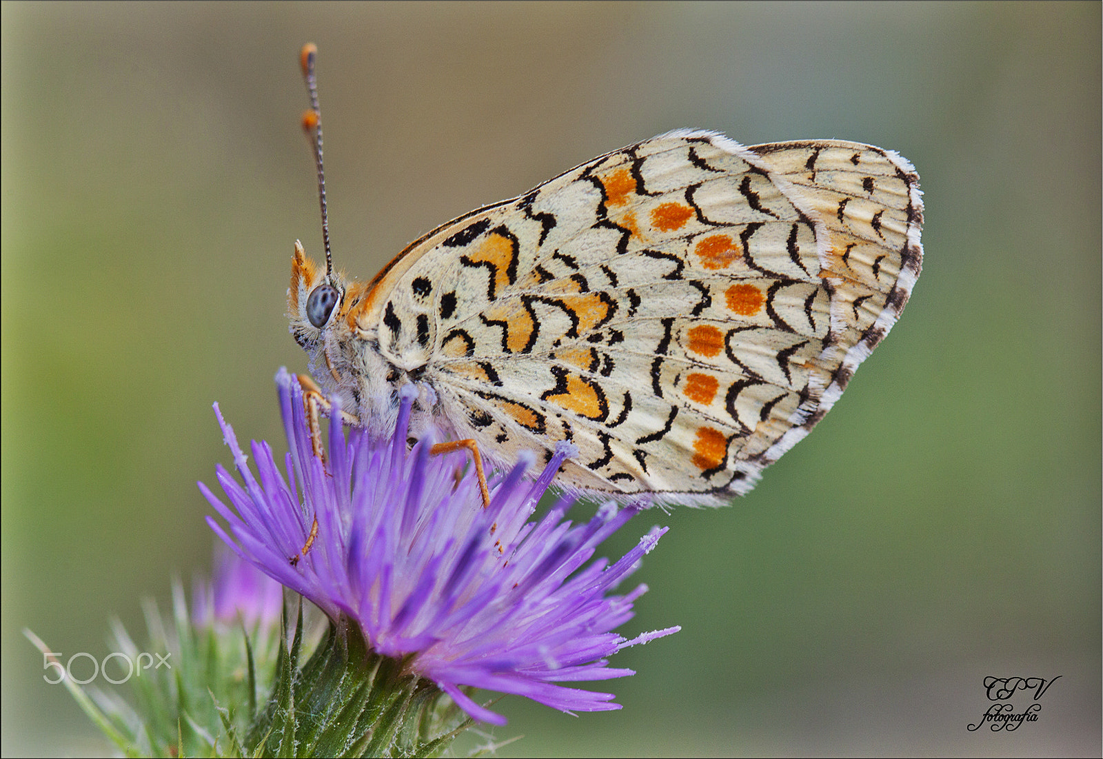 Canon EF 100mm F2.8 Macro USM sample photo. Mariposa photography
