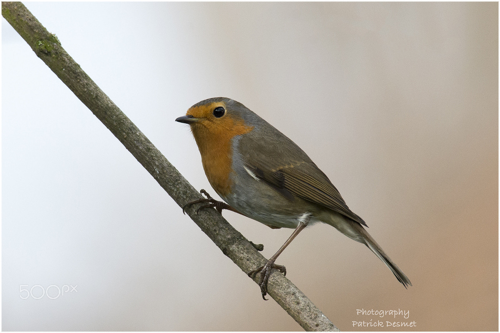 Sigma 50-500mm F4.5-6.3 DG OS HSM sample photo. Roodborst photography