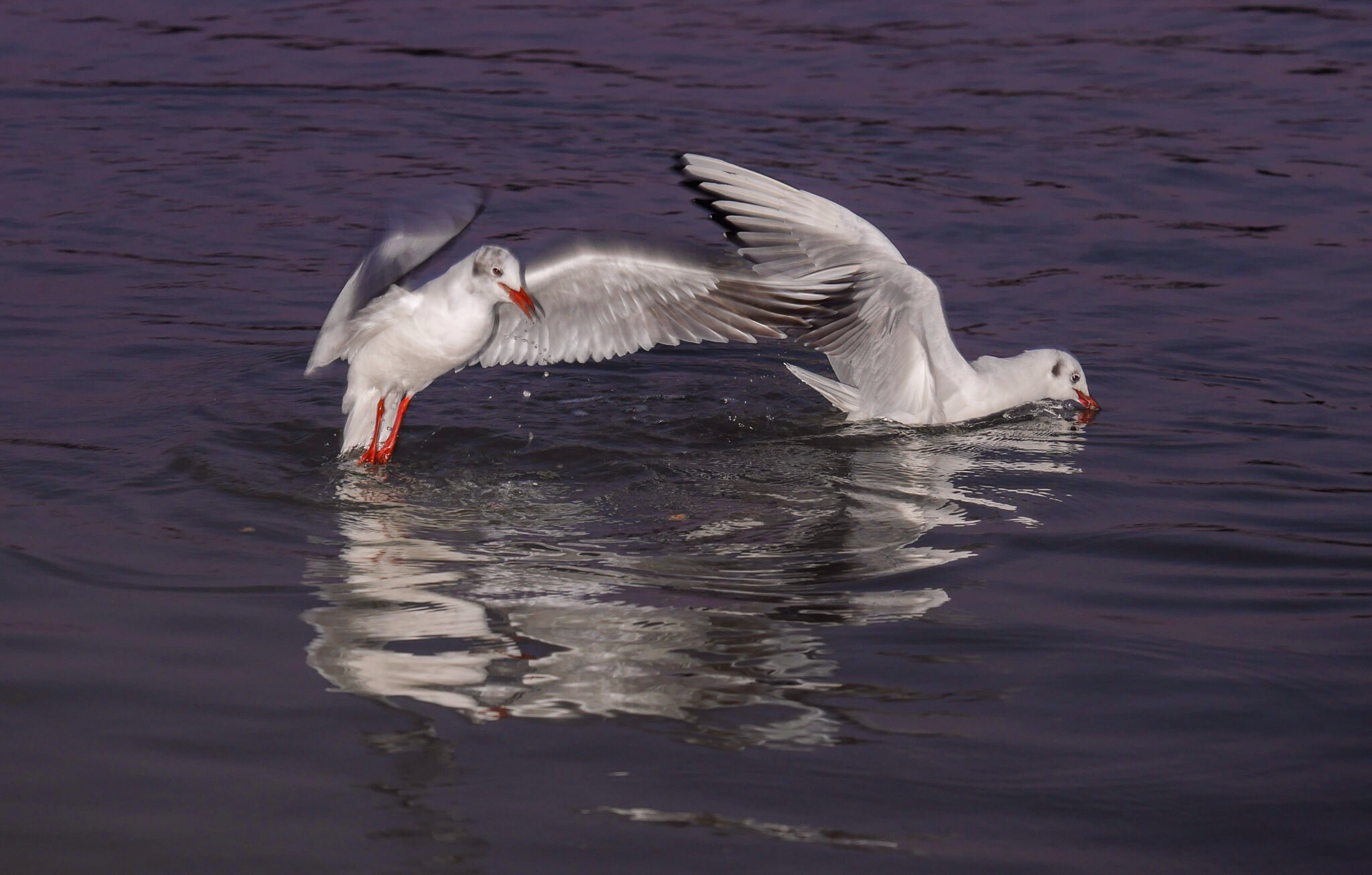 Panasonic Lumix G X Vario 35-100mm F2.8 OIS sample photo. Gulls photography