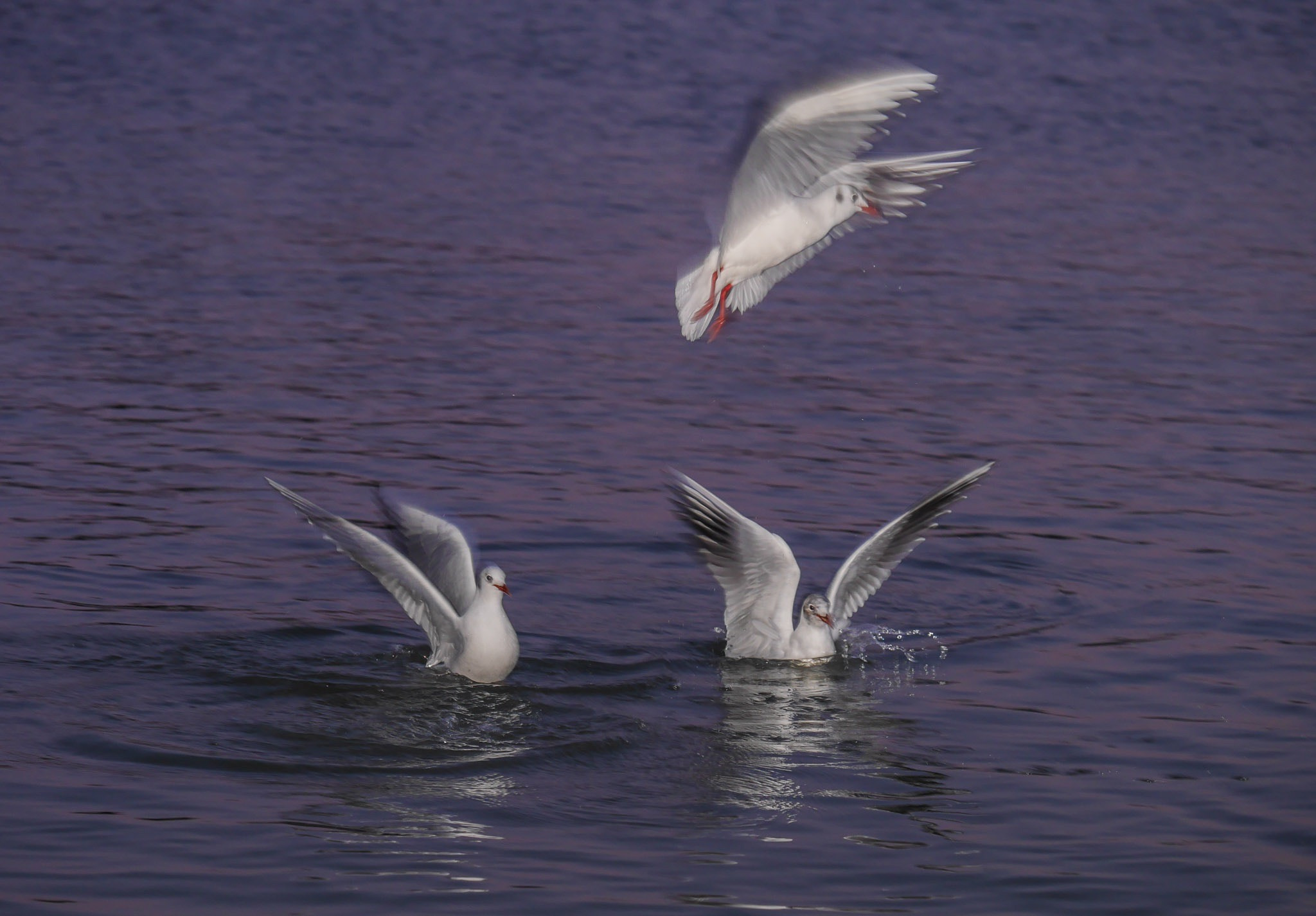 Panasonic Lumix G X Vario 35-100mm F2.8 OIS sample photo. Feeding time photography