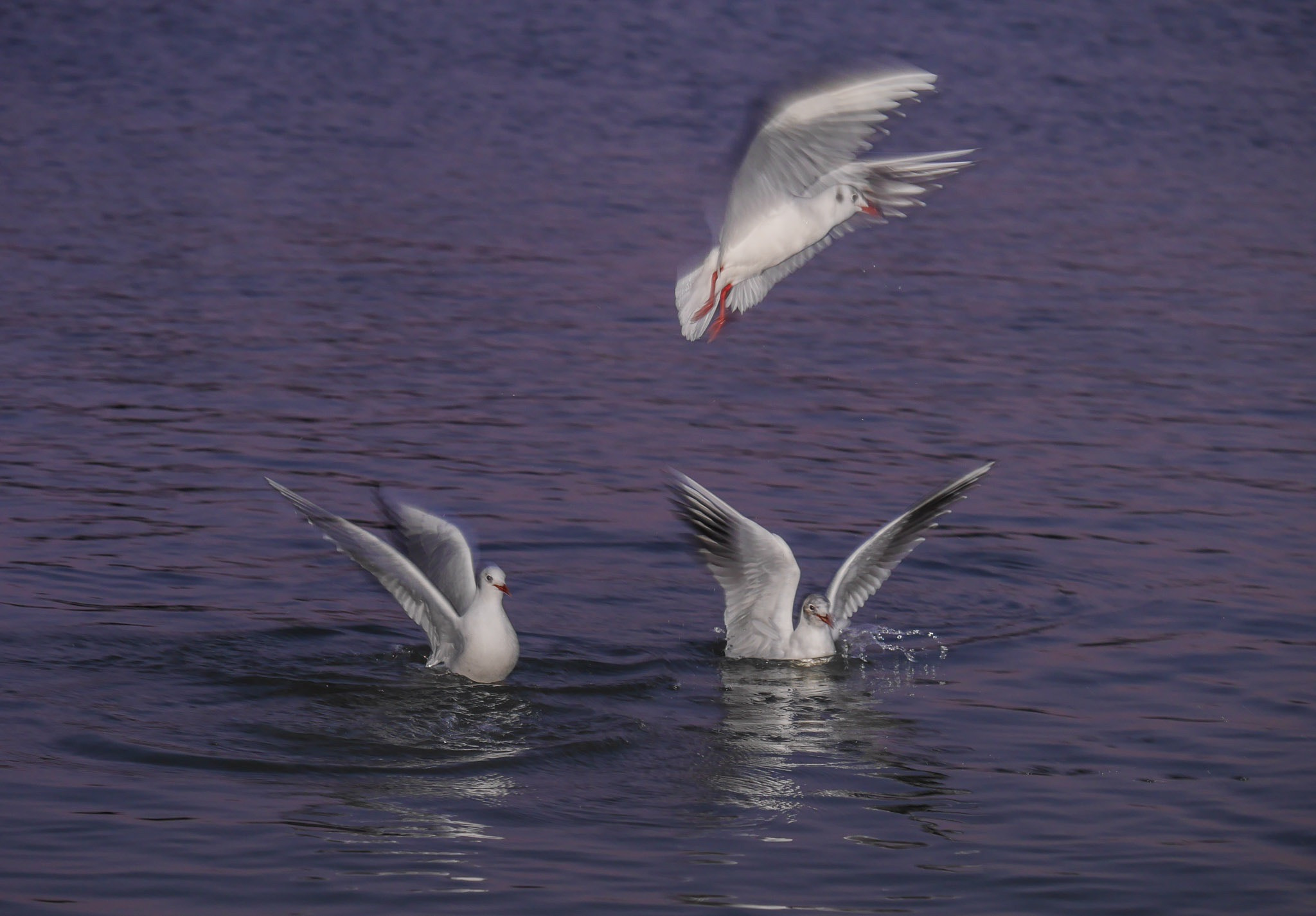 Panasonic Lumix DMC-GX7 + Panasonic Lumix G X Vario 35-100mm F2.8 OIS sample photo. Feeding time photography