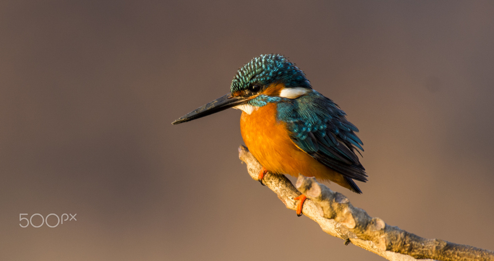 Nikon AF-S Nikkor 200-500mm F5.6E ED VR sample photo. Small blue photography