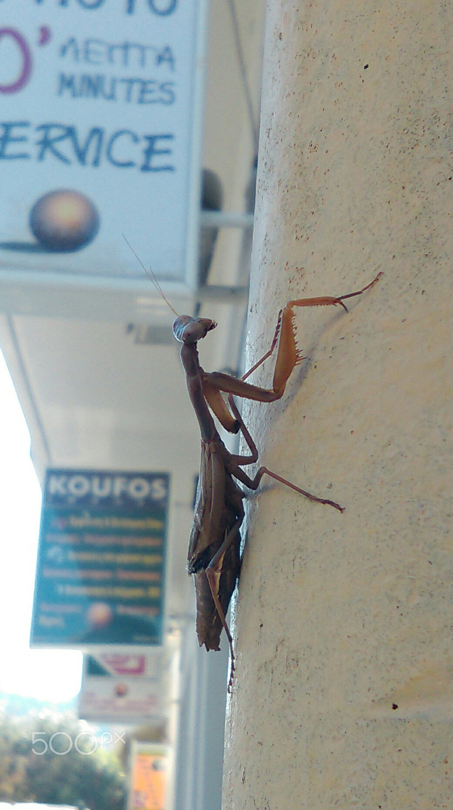 HTC DESIRE 610 sample photo. Mantis in ialyssos photography