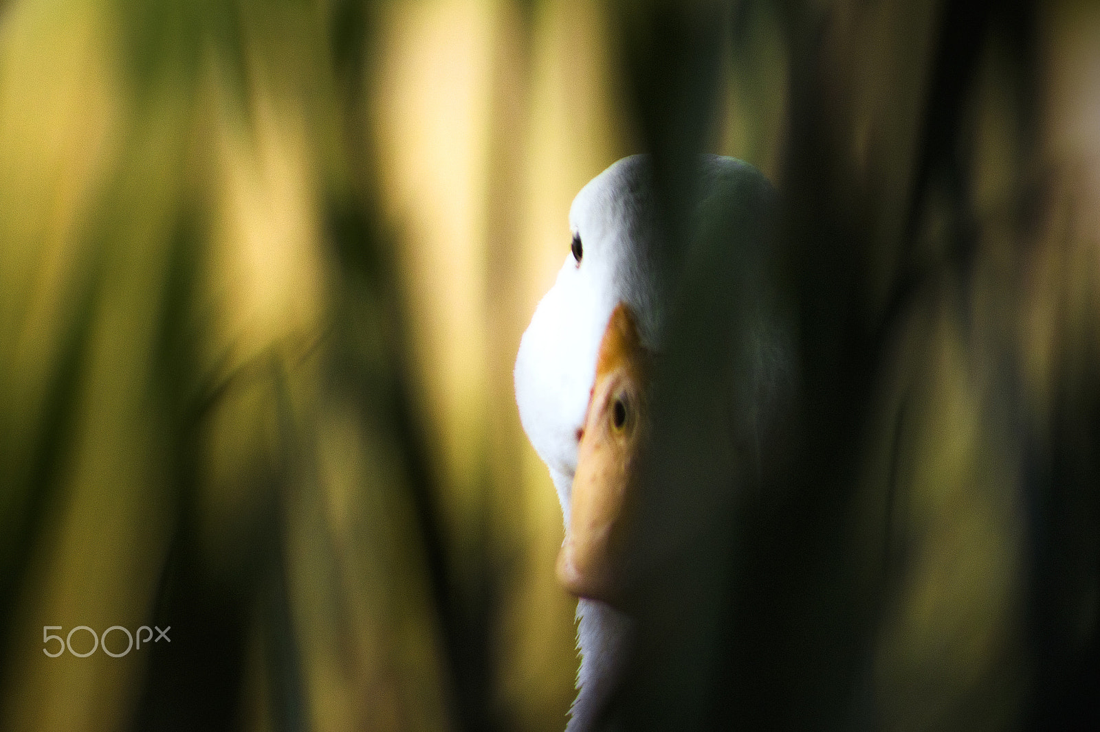 Canon EF 75-300mm f/4-5.6 USM sample photo. 8295 photography