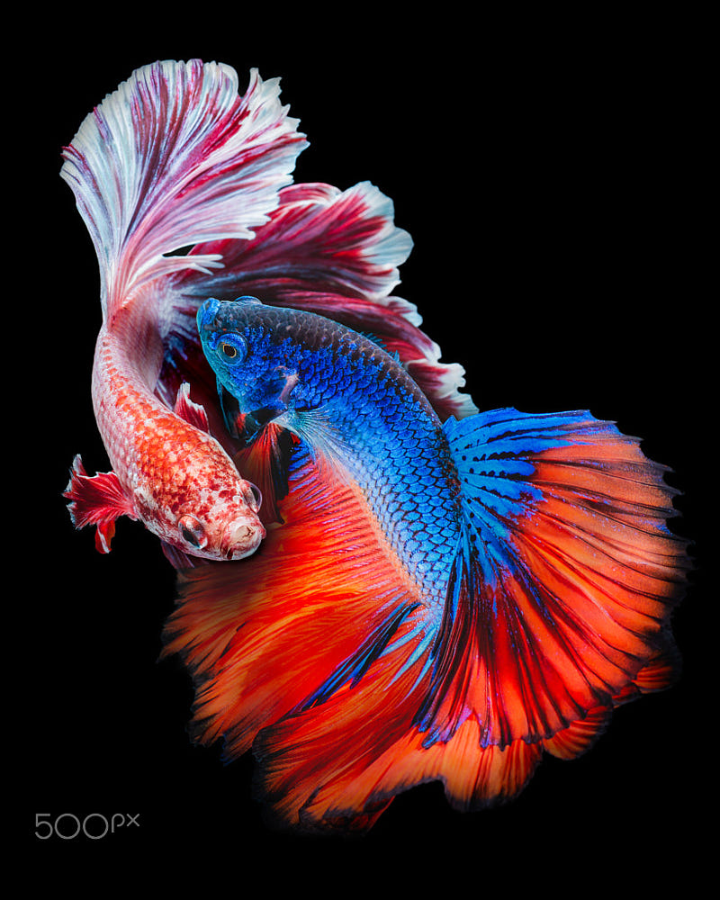 Download Battle Betta fish by Kidsada Manchinda / 500px