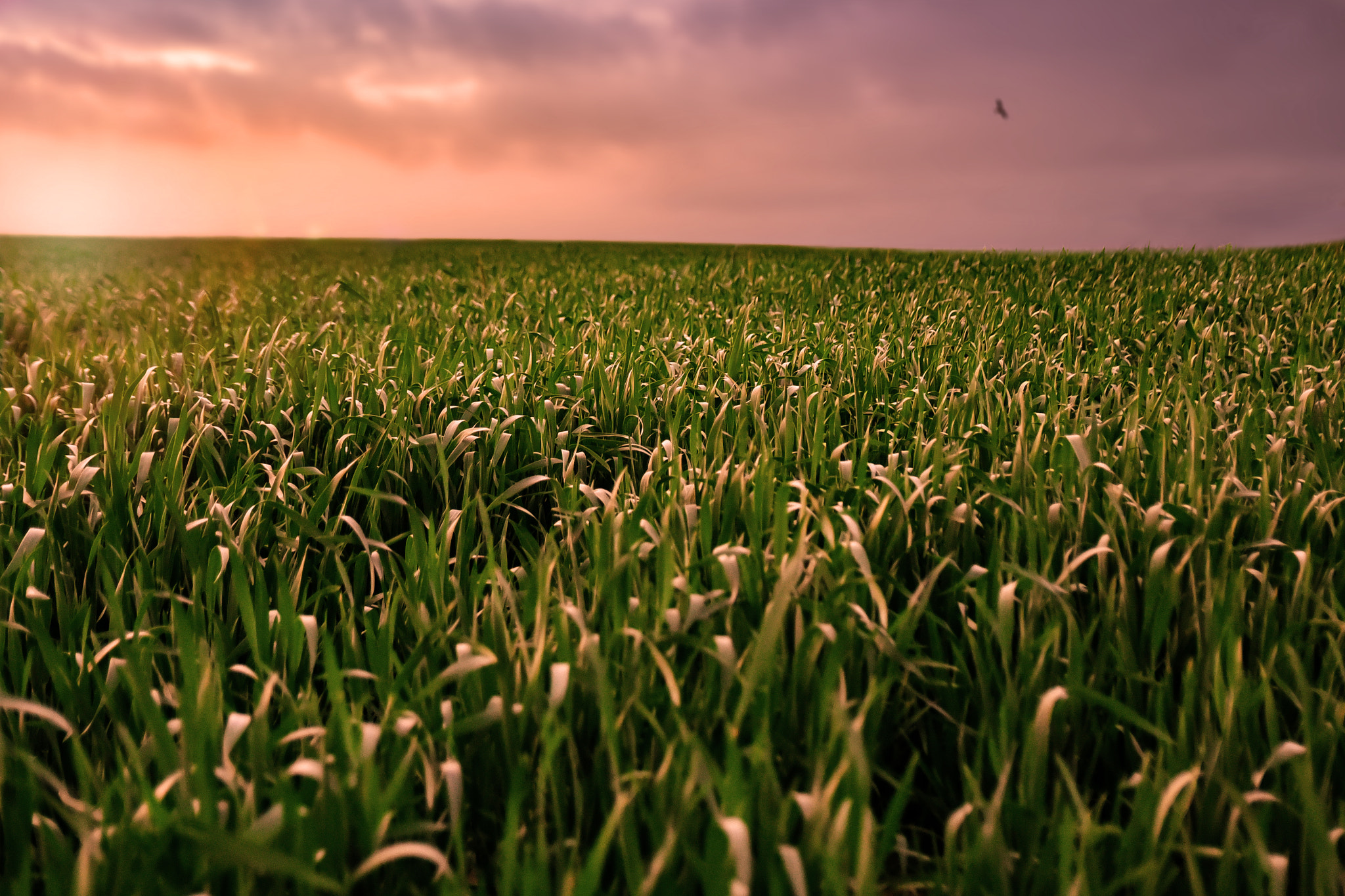 Sigma 17-50mm F2.8 EX DC OS HSM sample photo. Grass and skies photography