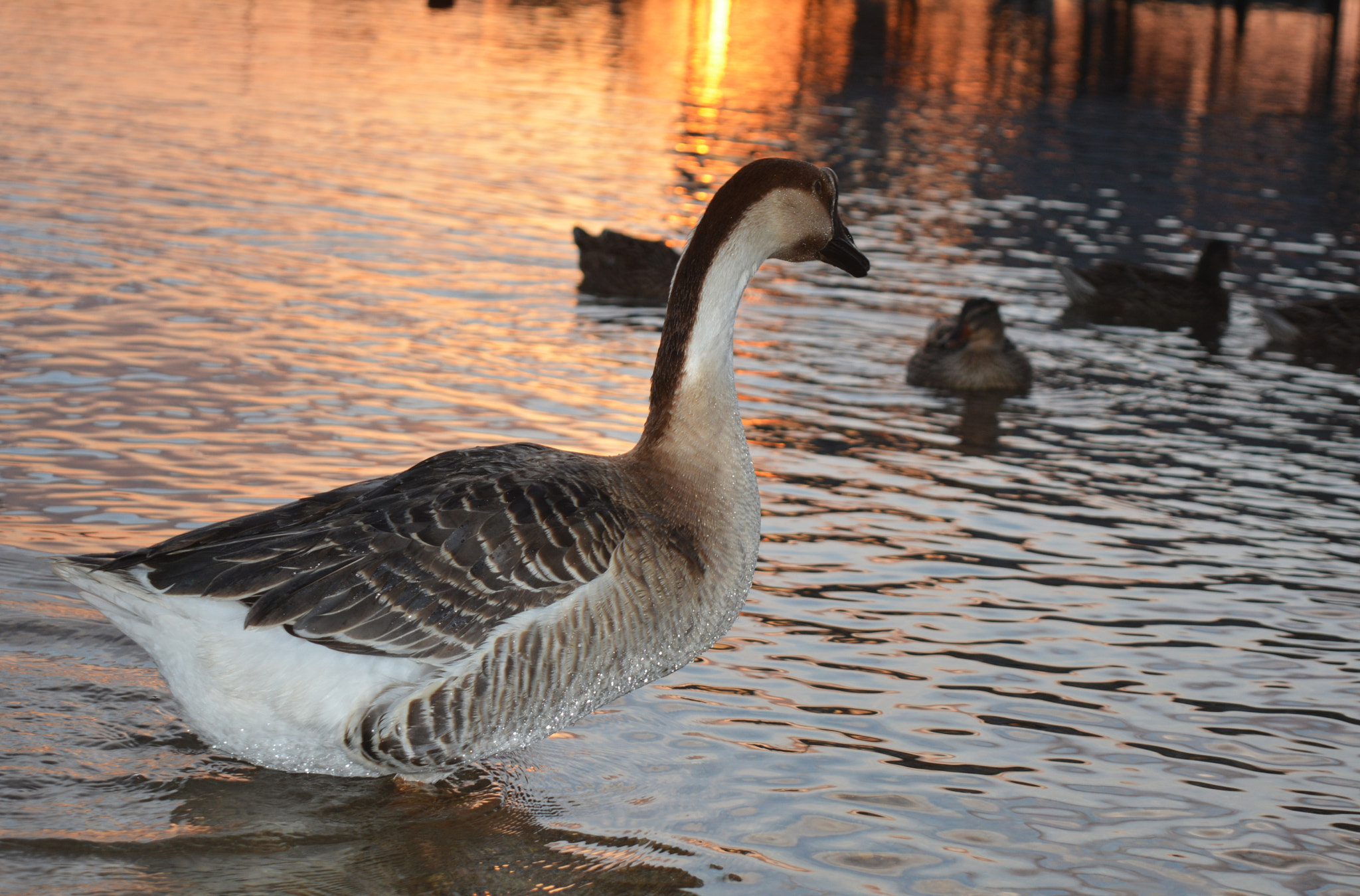 Nikon D5200 + Nikon AF Nikkor 85mm F1.8D sample photo. Goose photography