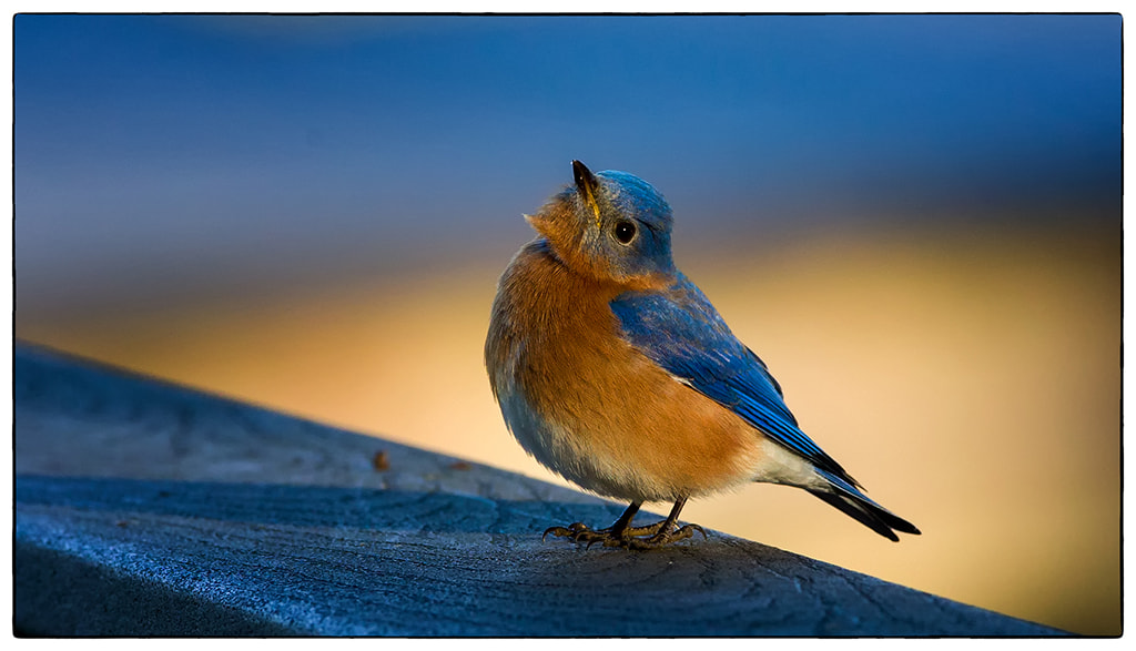 Canon EF 300mm F2.8L IS USM sample photo. Bluebird photography