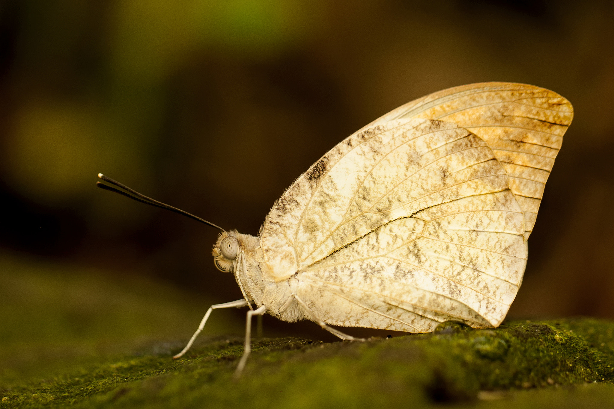 Canon EOS-1Ds Mark III sample photo. Orange tip photography