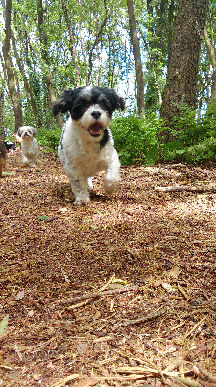 HTC DESIRE 610 sample photo. Happy dog photography