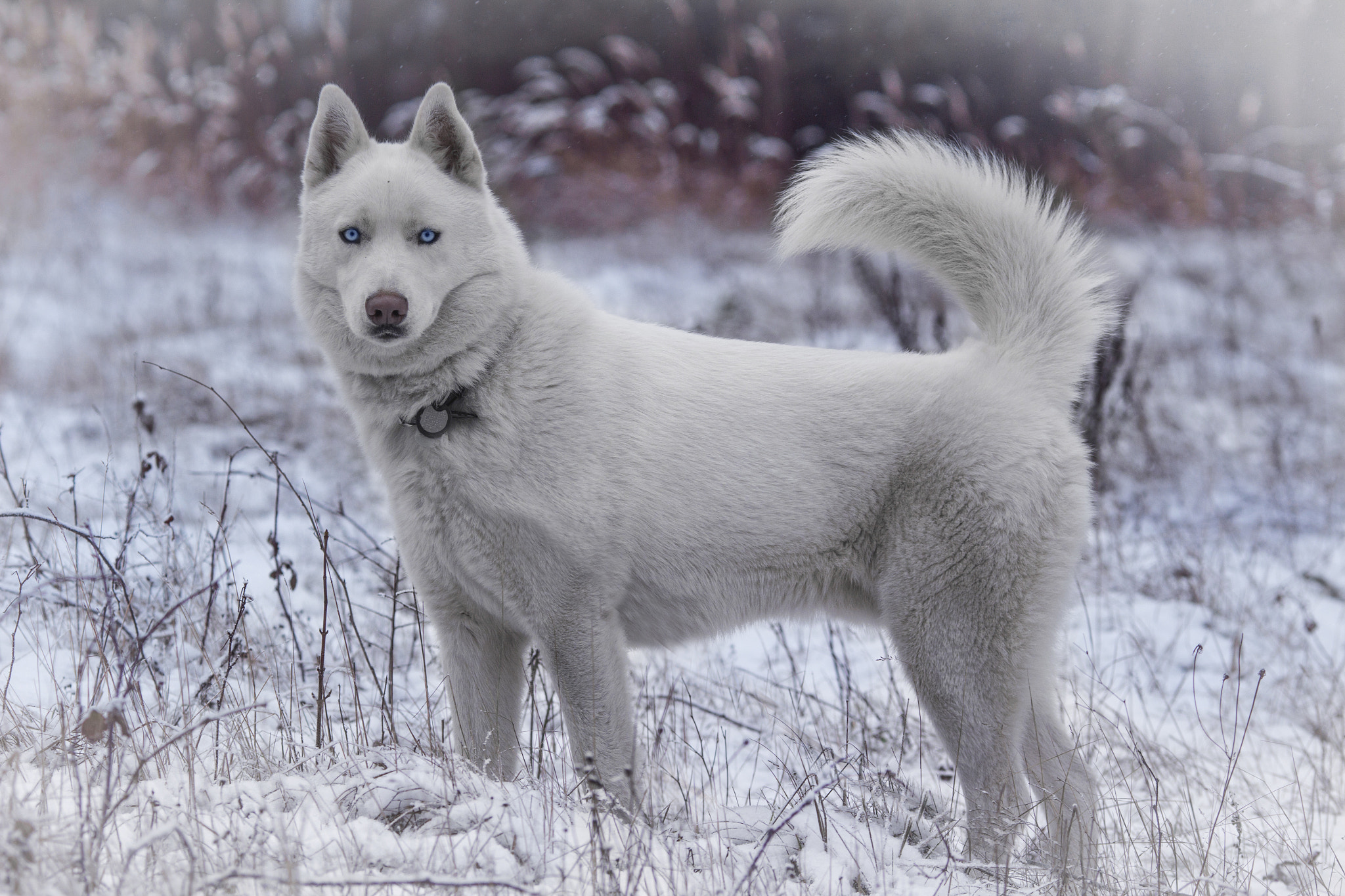 Canon EOS 100D (EOS Rebel SL1 / EOS Kiss X7) + Canon EF 135mm F2L USM sample photo. Nanook photography