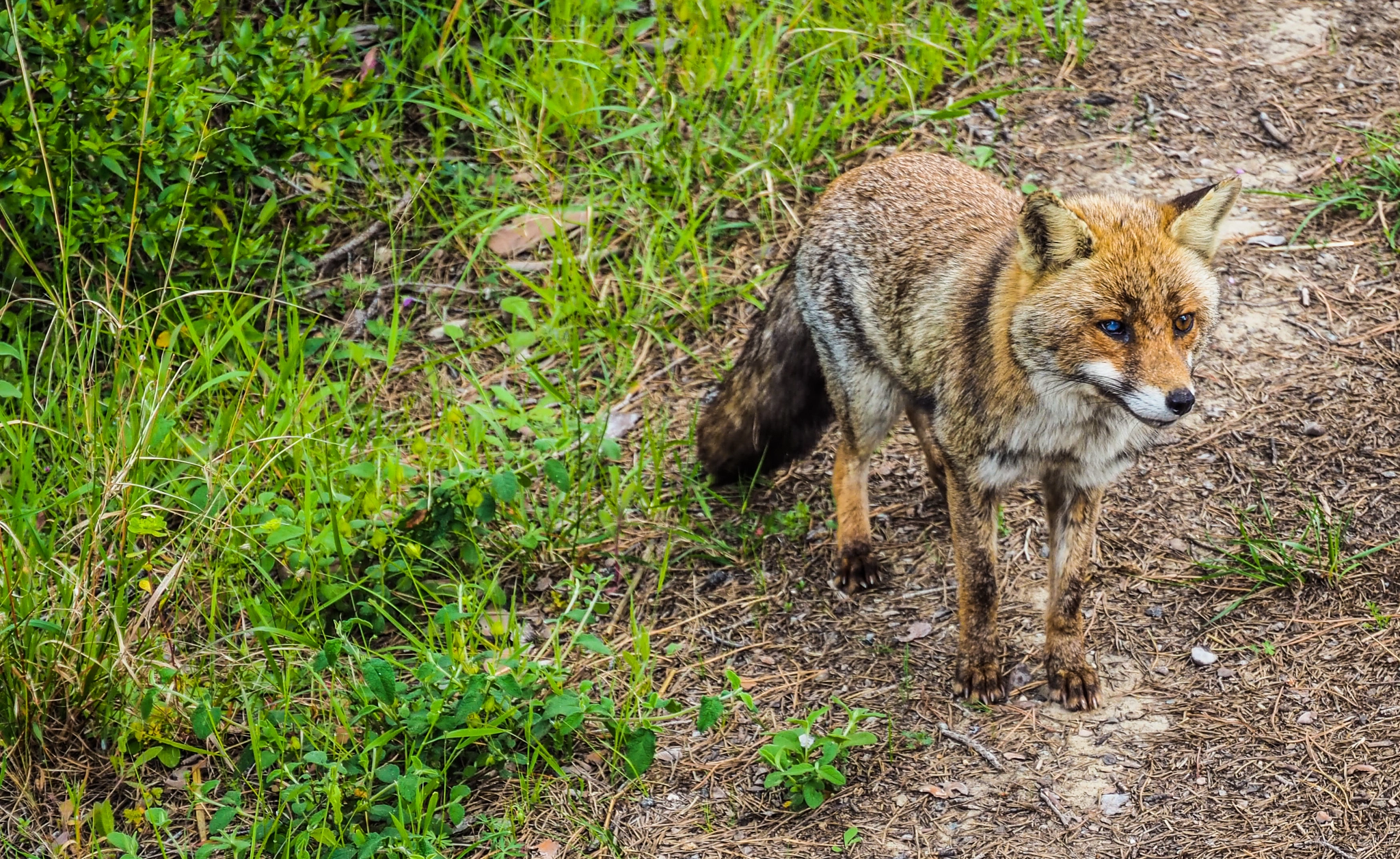 LUMIX G VARIO PZ 14-42/F3.5-5.6 sample photo. One-eyed fox photography