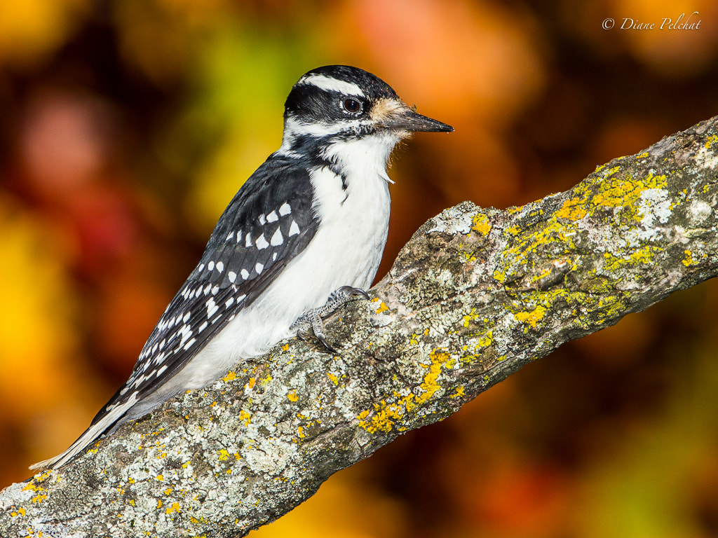 Canon EOS 60D + Canon EF 300mm F2.8L IS II USM sample photo. Hairy woodpecker photography