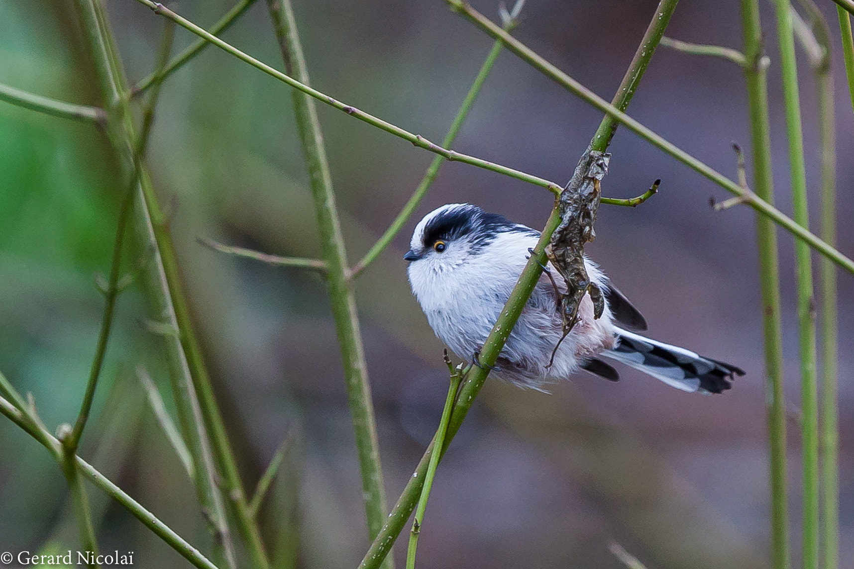 Canon EF 300mm F2.8L IS USM sample photo. Long tailed tit photography