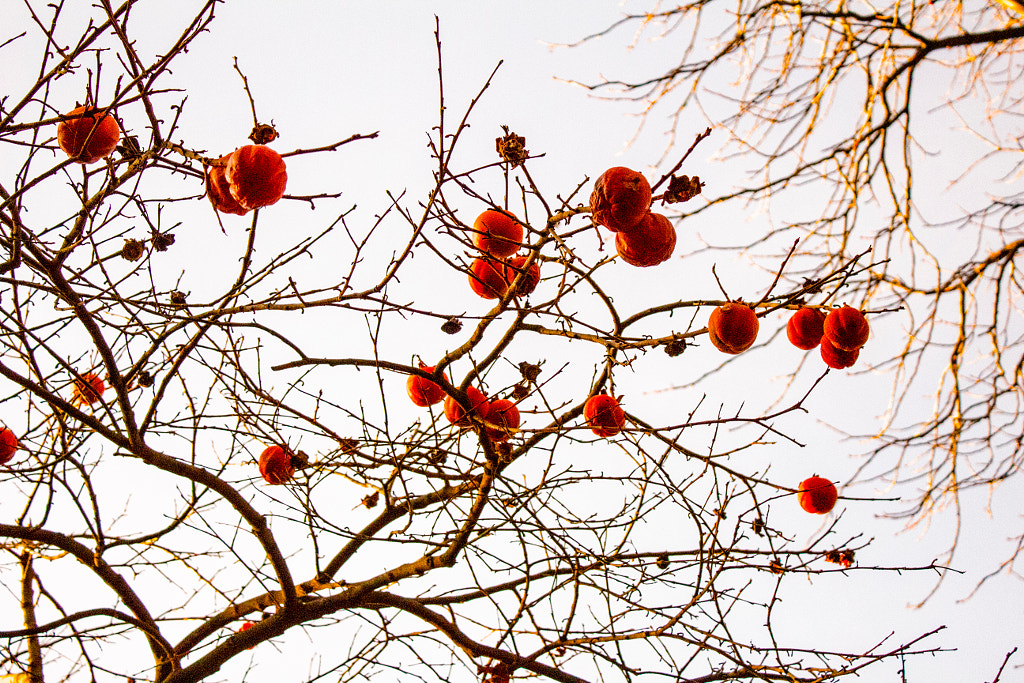 Spring Times by Talal Abbasi / 500px | @500px