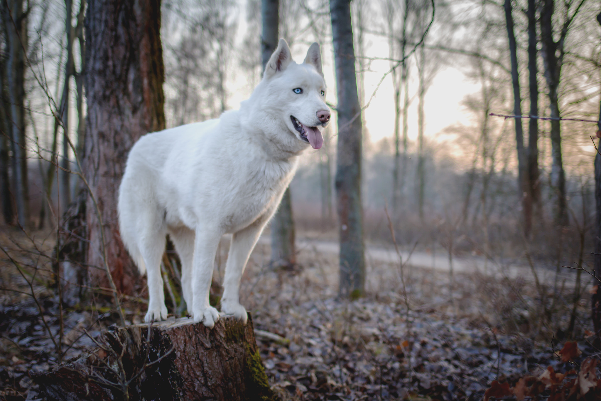 Canon EOS 100D (EOS Rebel SL1 / EOS Kiss X7) + Canon EF 35mm F2 IS USM sample photo. Nanook photography