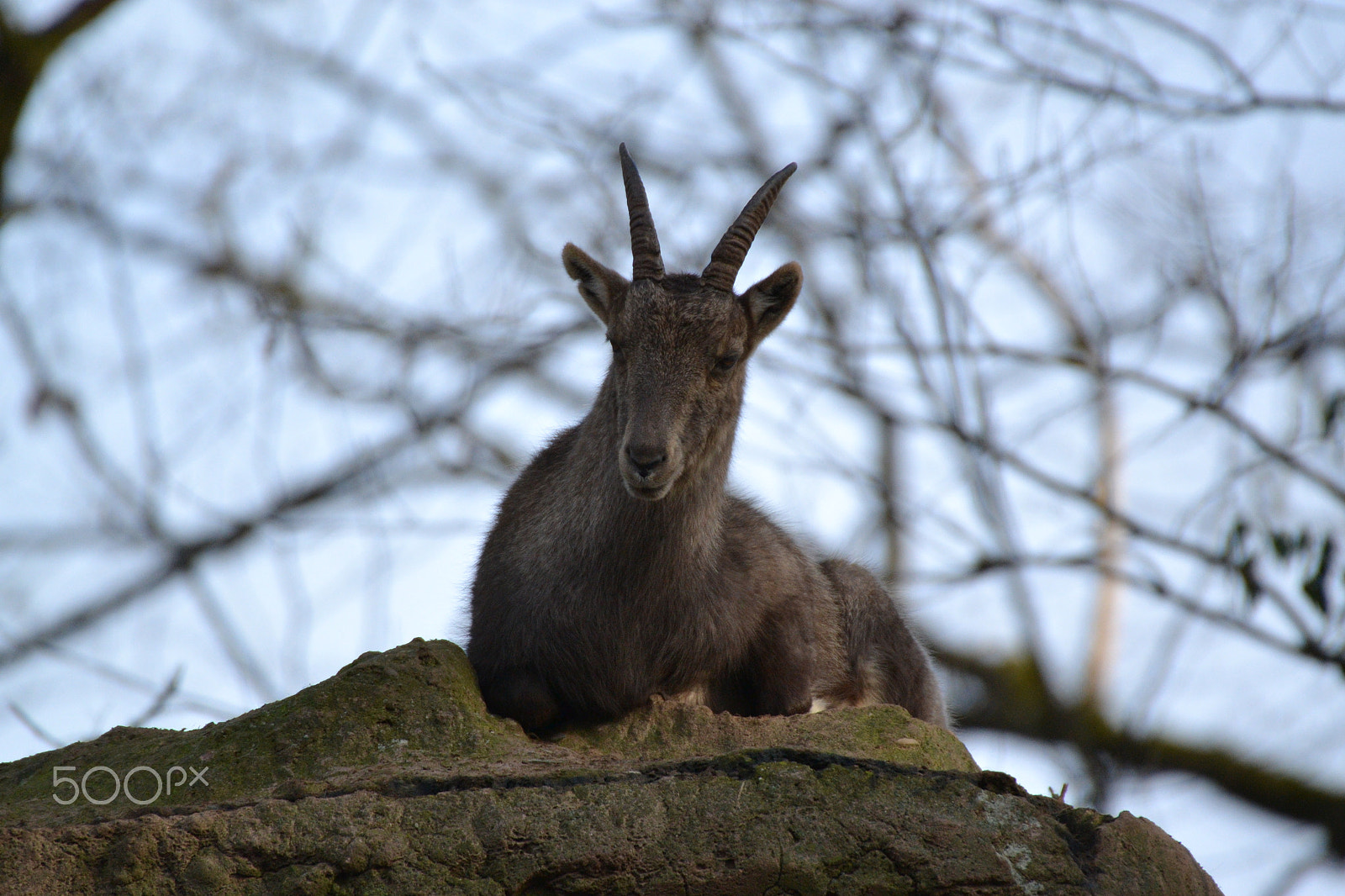 Sigma 50-500mm F4.5-6.3 DG OS HSM sample photo. Steinbock photography