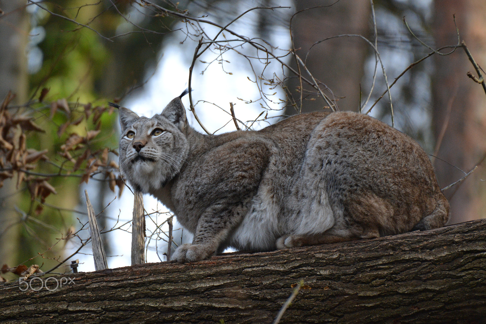 Sigma 50-500mm F4.5-6.3 DG OS HSM sample photo. Luchs photography