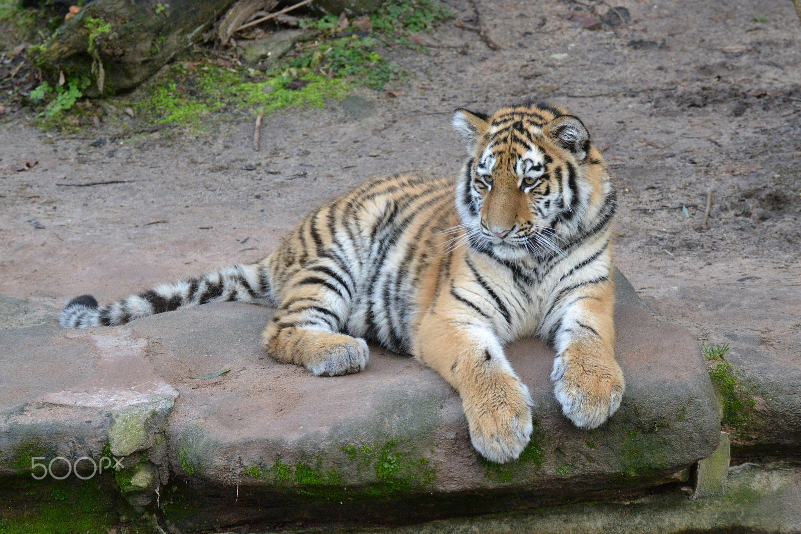 Sigma 50-500mm F4.5-6.3 DG OS HSM sample photo. Tiger photography
